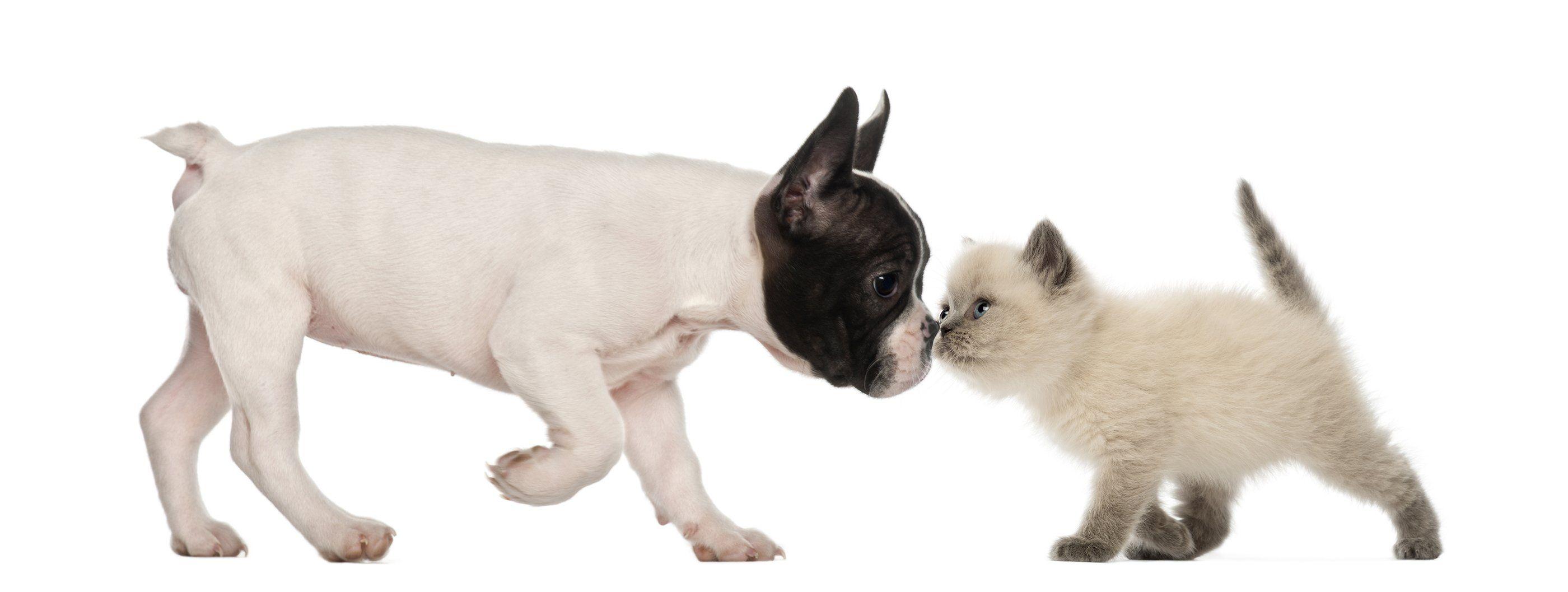 BULLDOG dog dogs canine puppy baby kitten cat wallpaper
