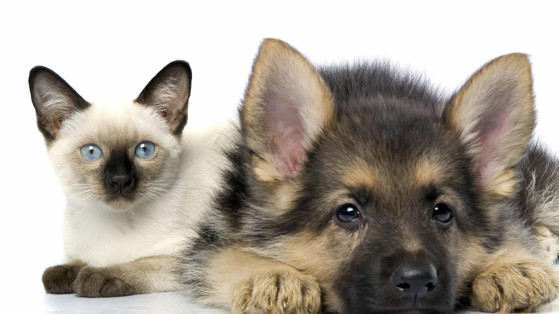 Cute Dogs And Cats Wallpaper, Animal Wallpaper