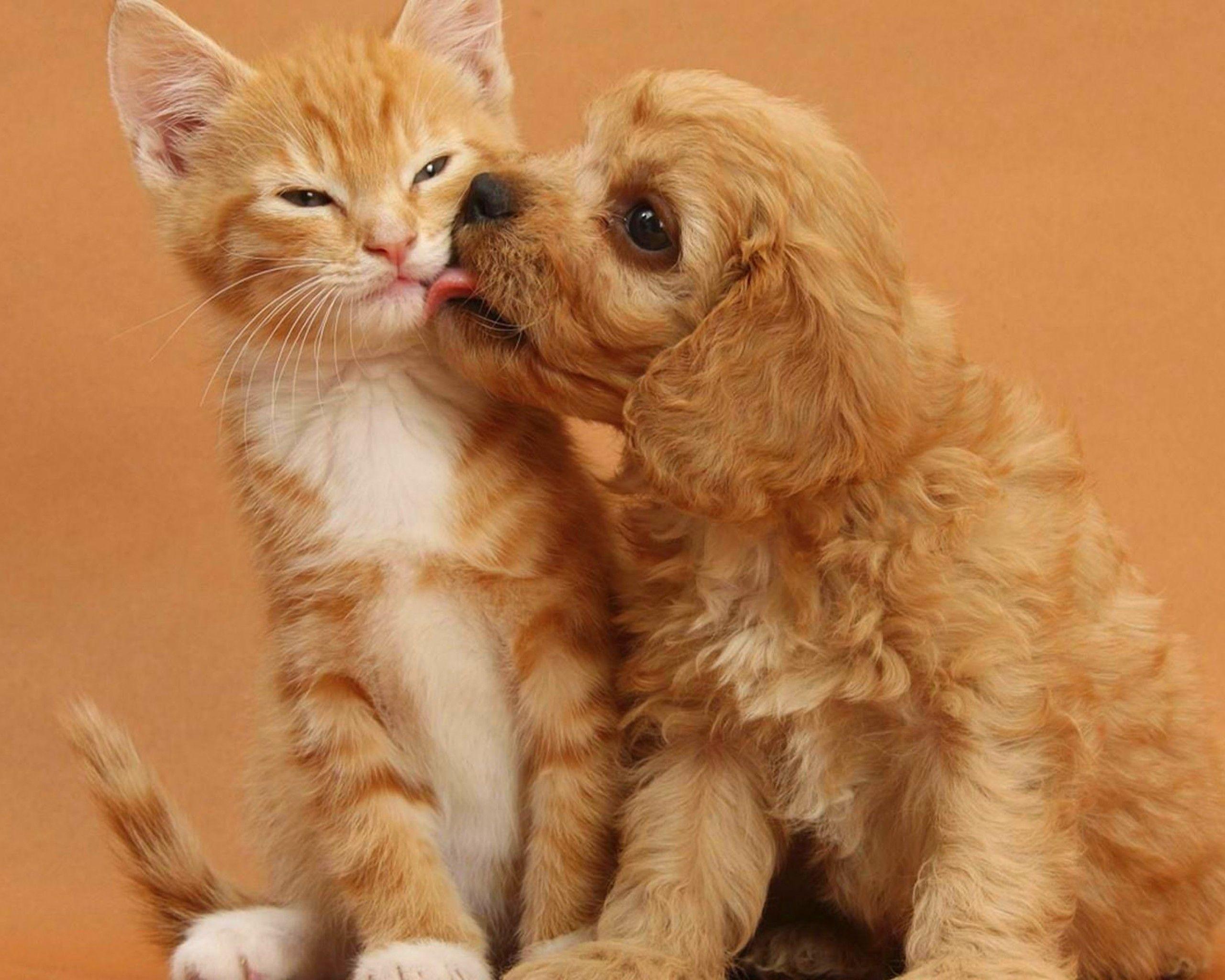 Of Dogs And Cats Wallpaper Desktop Background