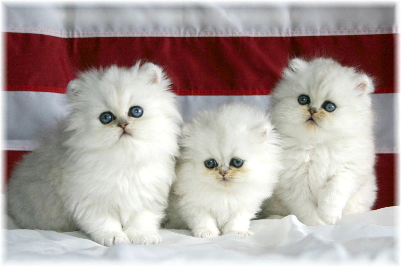 Wallpaper of Cats and Kittens