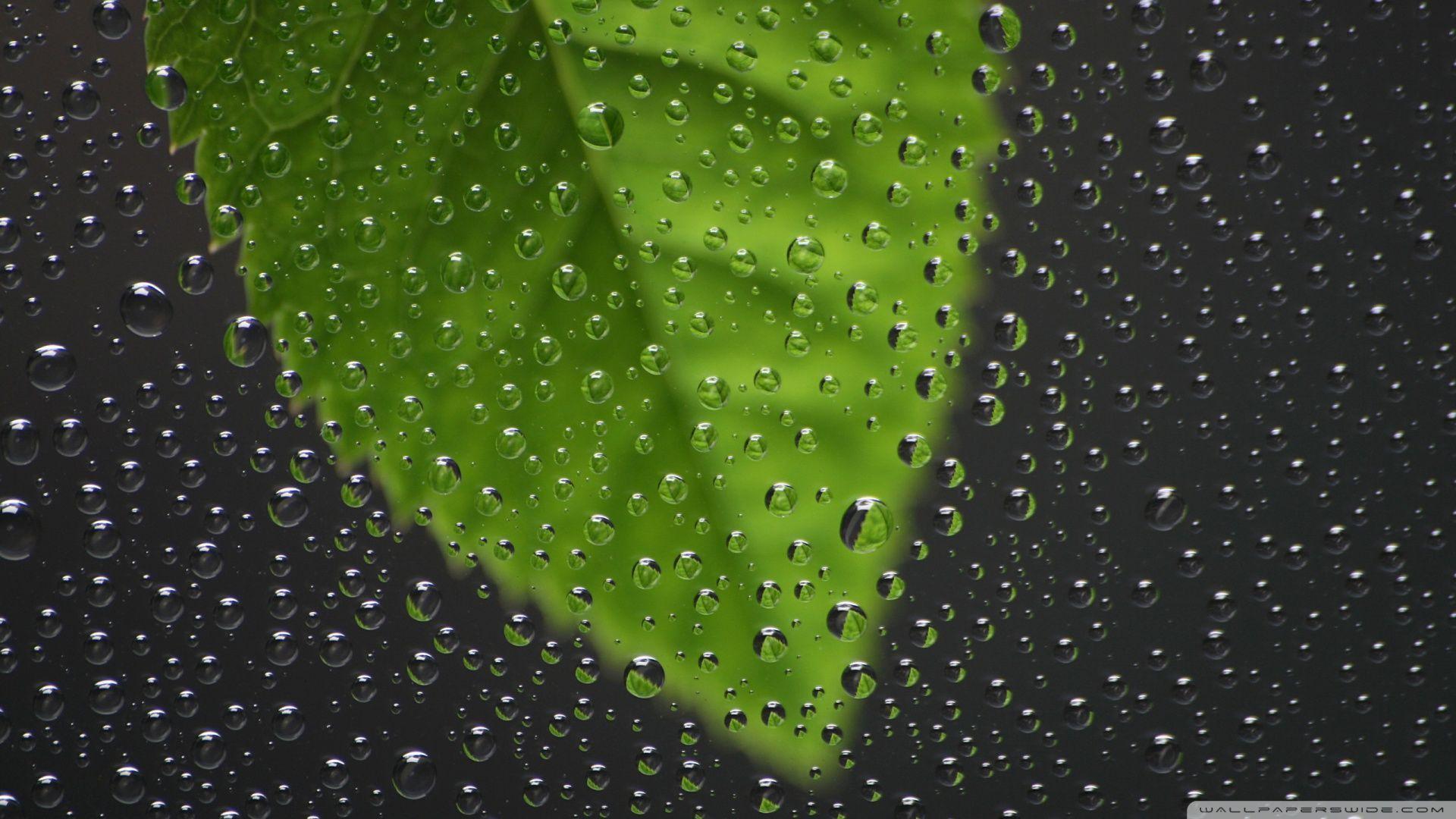 Green Leaf Behind Wet Window HD desktop wallpaper, High