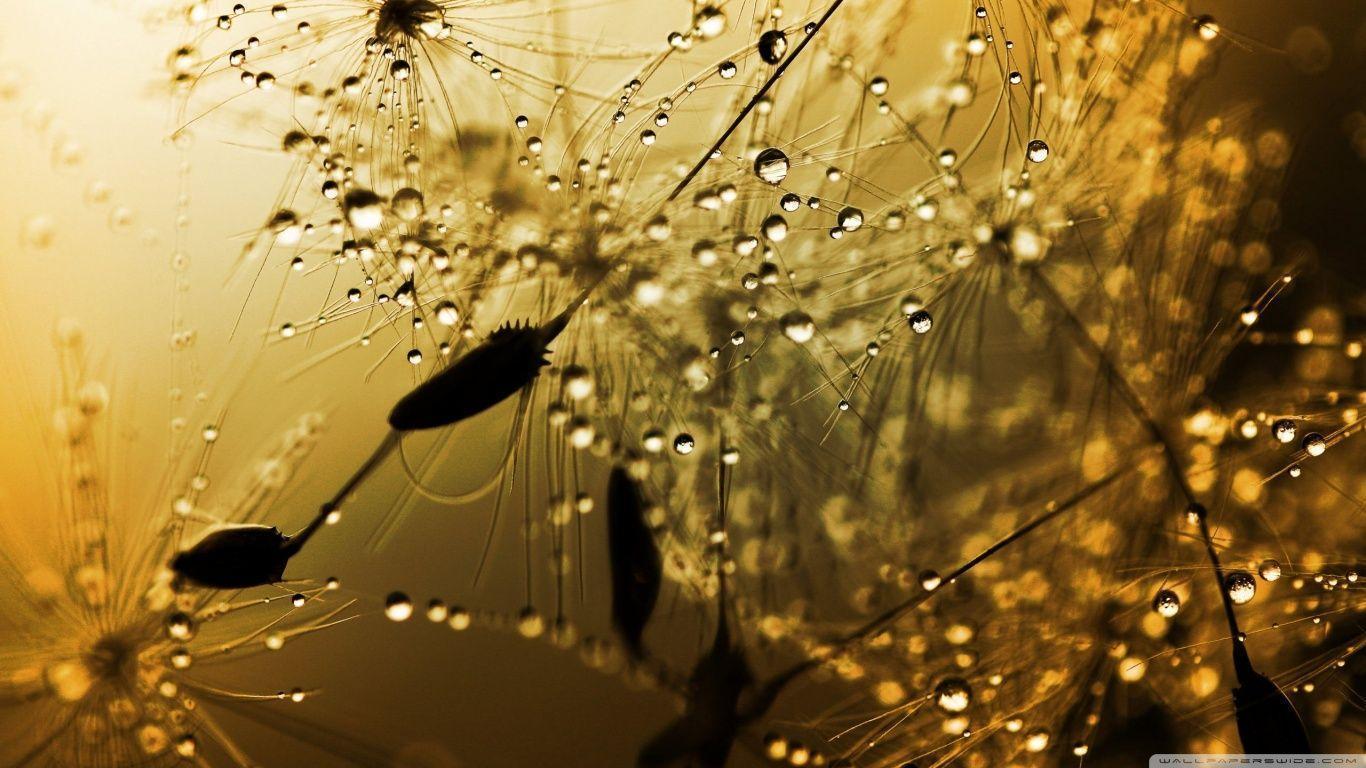 Wet Dandelion Seeds Macro HD desktop wallpaper, High Definition