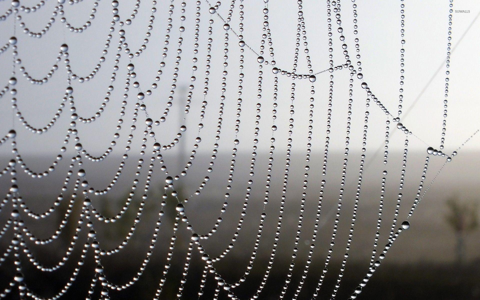 Wet spiderweb [2] wallpaper wallpaper