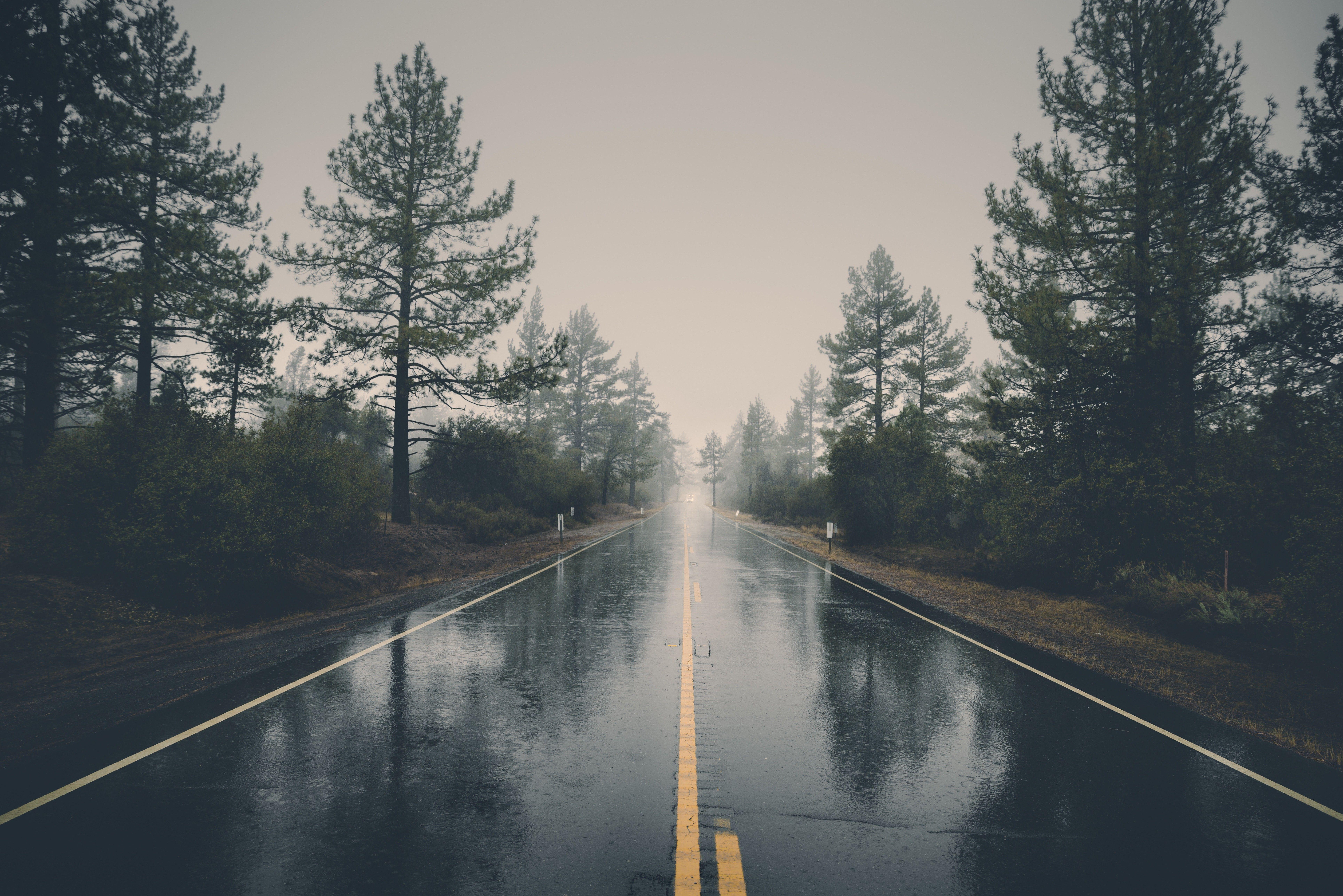 nature, Road, Trees, Reflection, Wet, Rain Wallpaper HD / Desktop