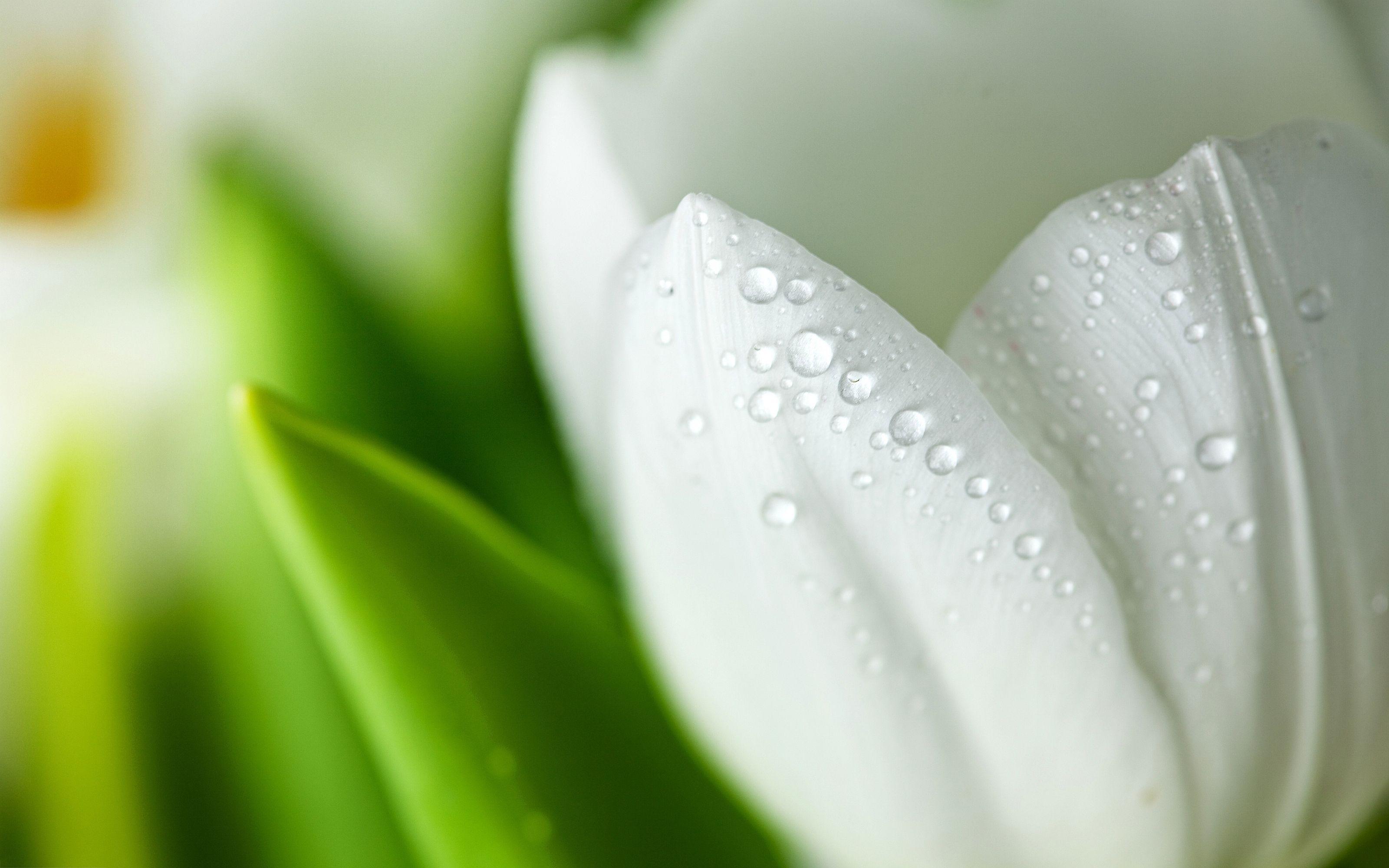 White wet tulip Wallpaper