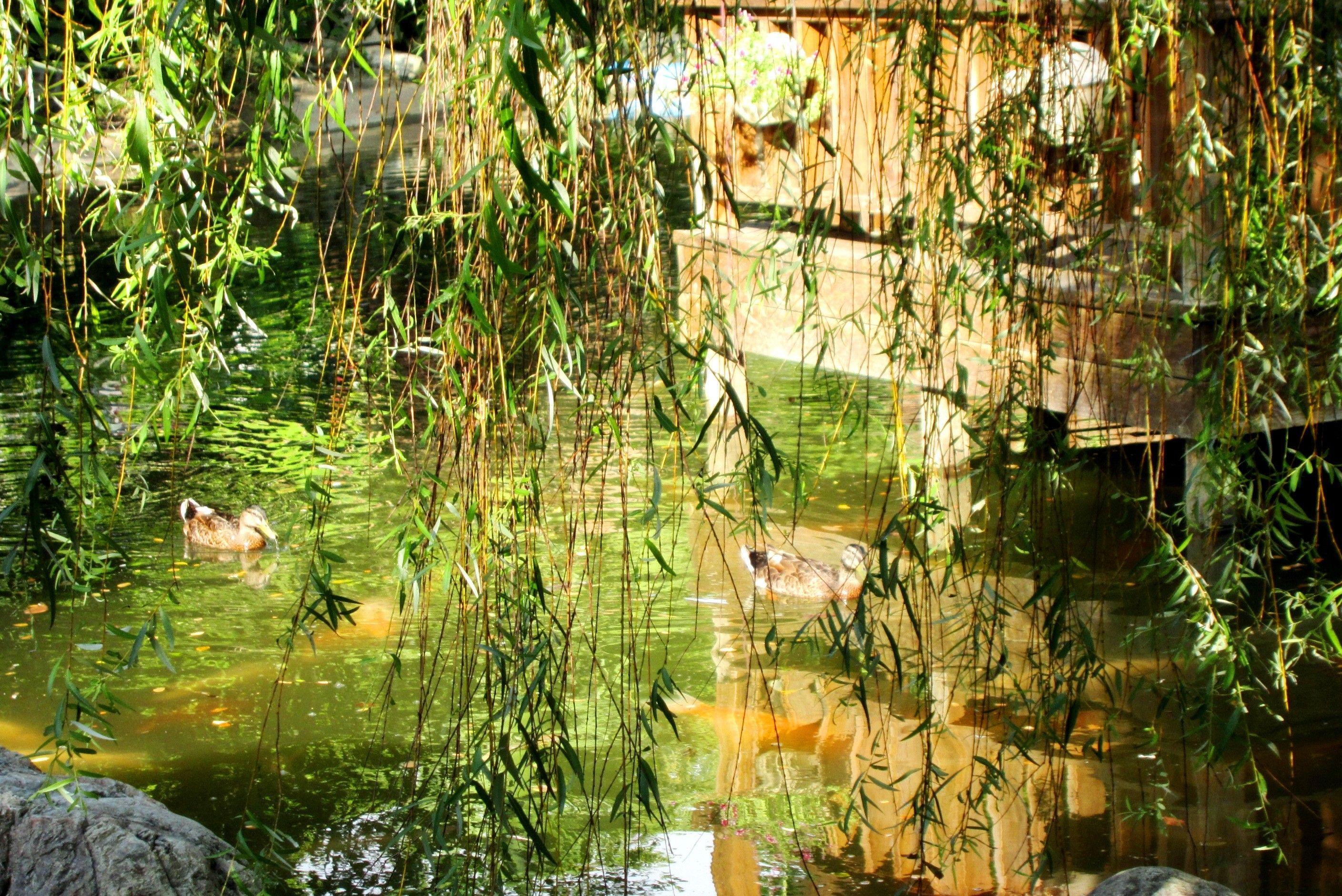 Lakes: Casual Goldfish Pavilion Ducks Pond Restaurant Rivers