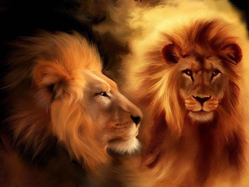lion animal wallpaper