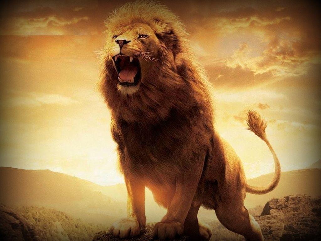 free lion wallpaper