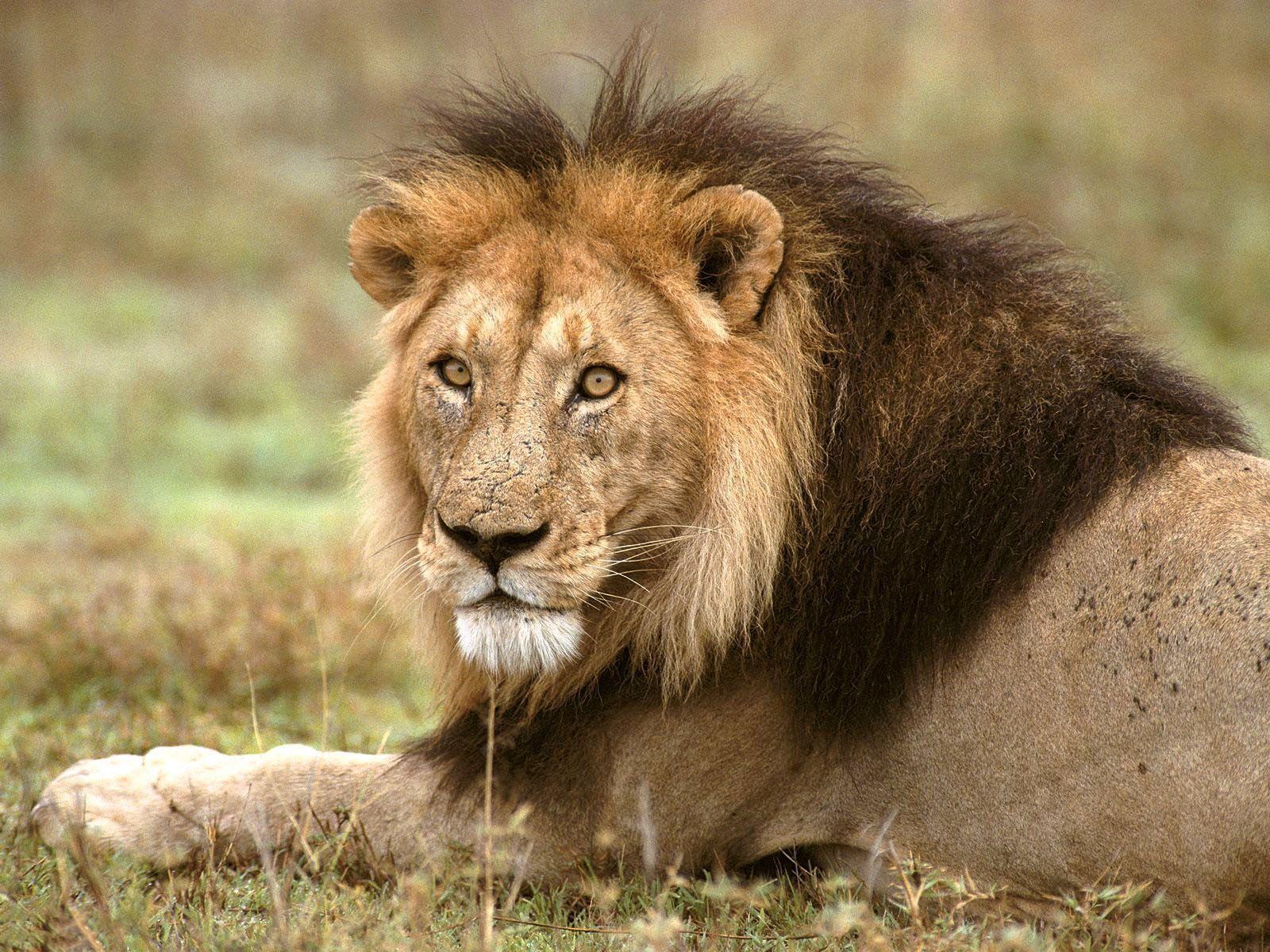 HD Lion Picture Lions Wallpaper Animal Wallpaper
