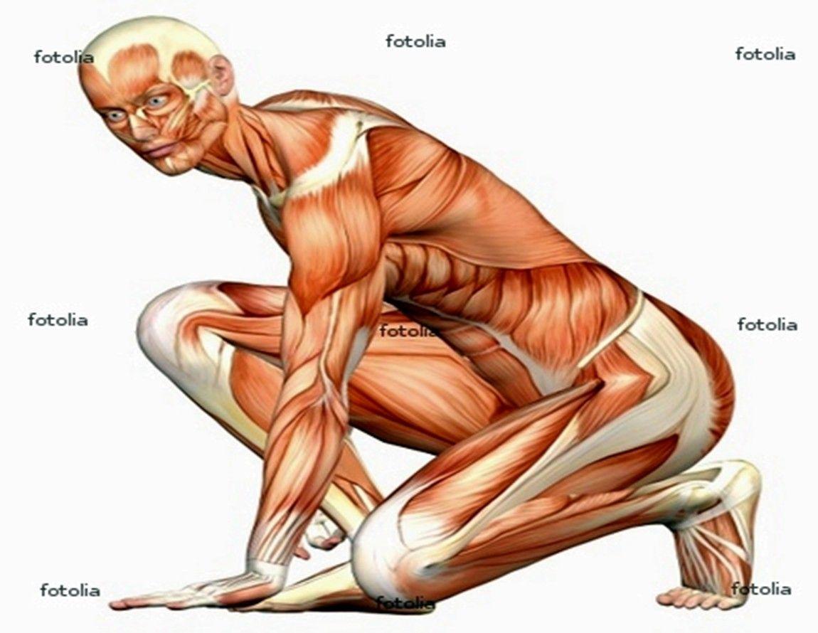 Misc: Human Body Anatomy Wallpaper Picture HD for HD 16:9 High
