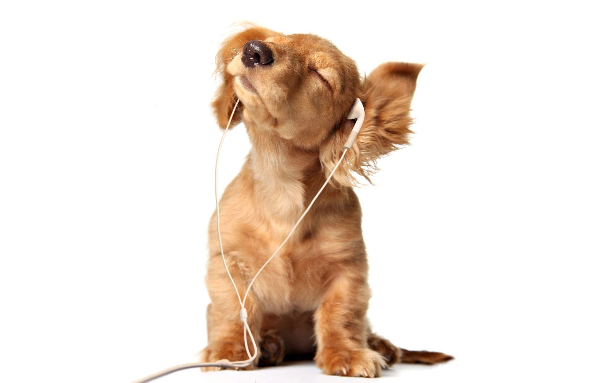 Puppy Earphones wallpaper