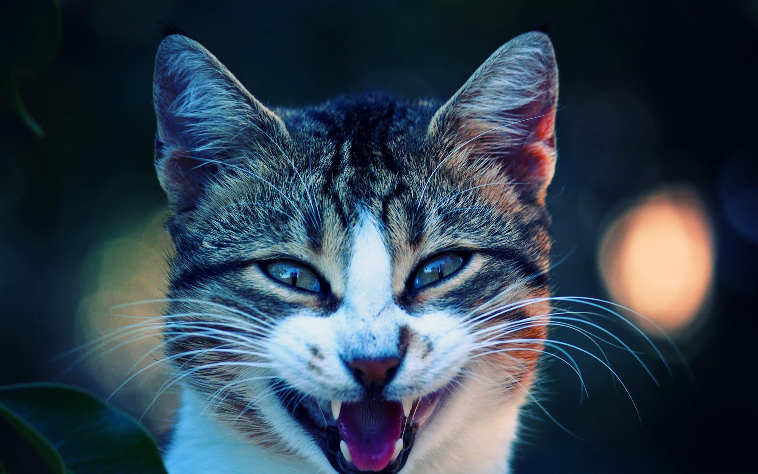 Cool Cats Wallpapers Wallpaper Cave