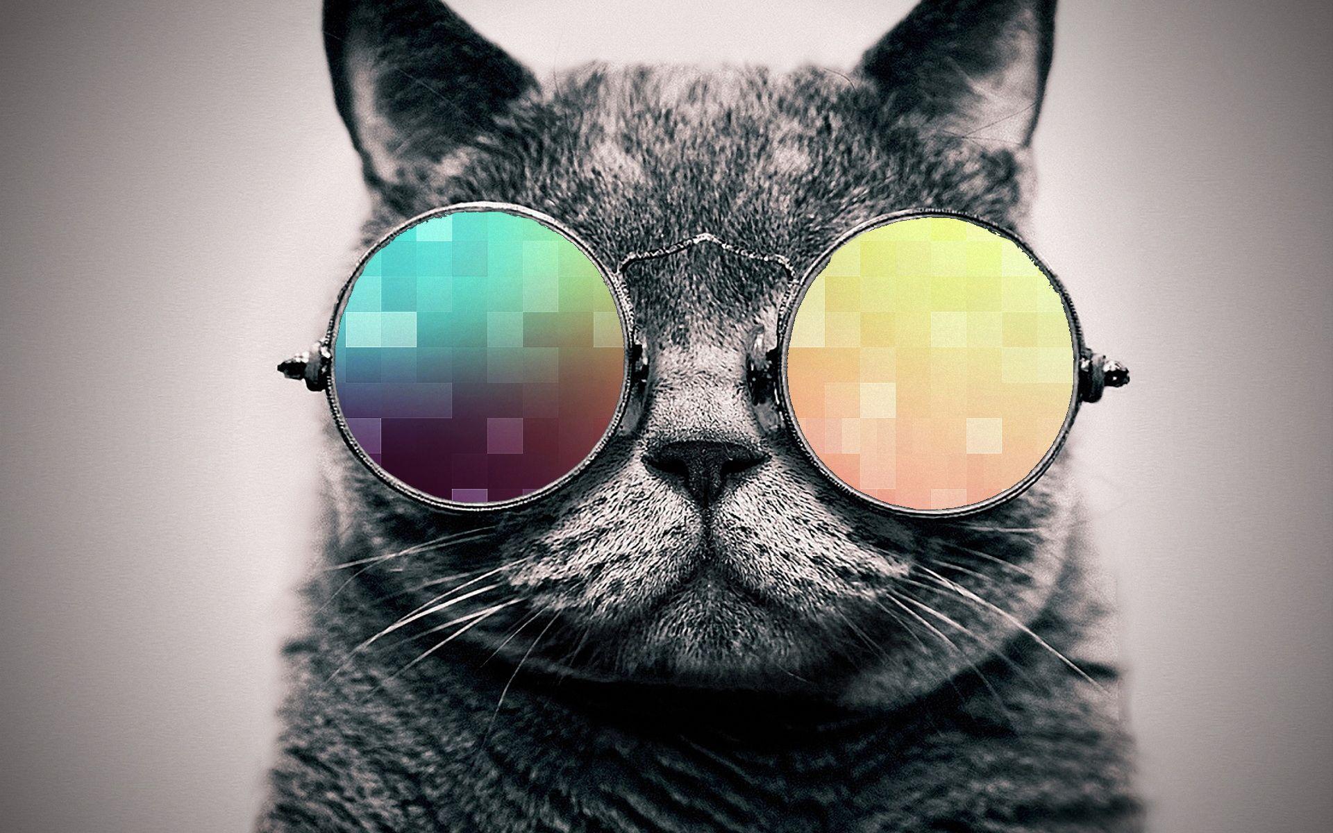Cat With Glasses Wallpapers - Wallpaper Cave