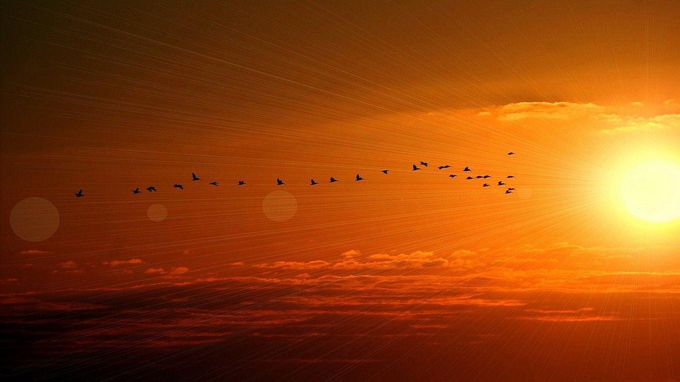 Fireball Tag wallpaper: Birds Sun Cool Glowing Beautiful Bright