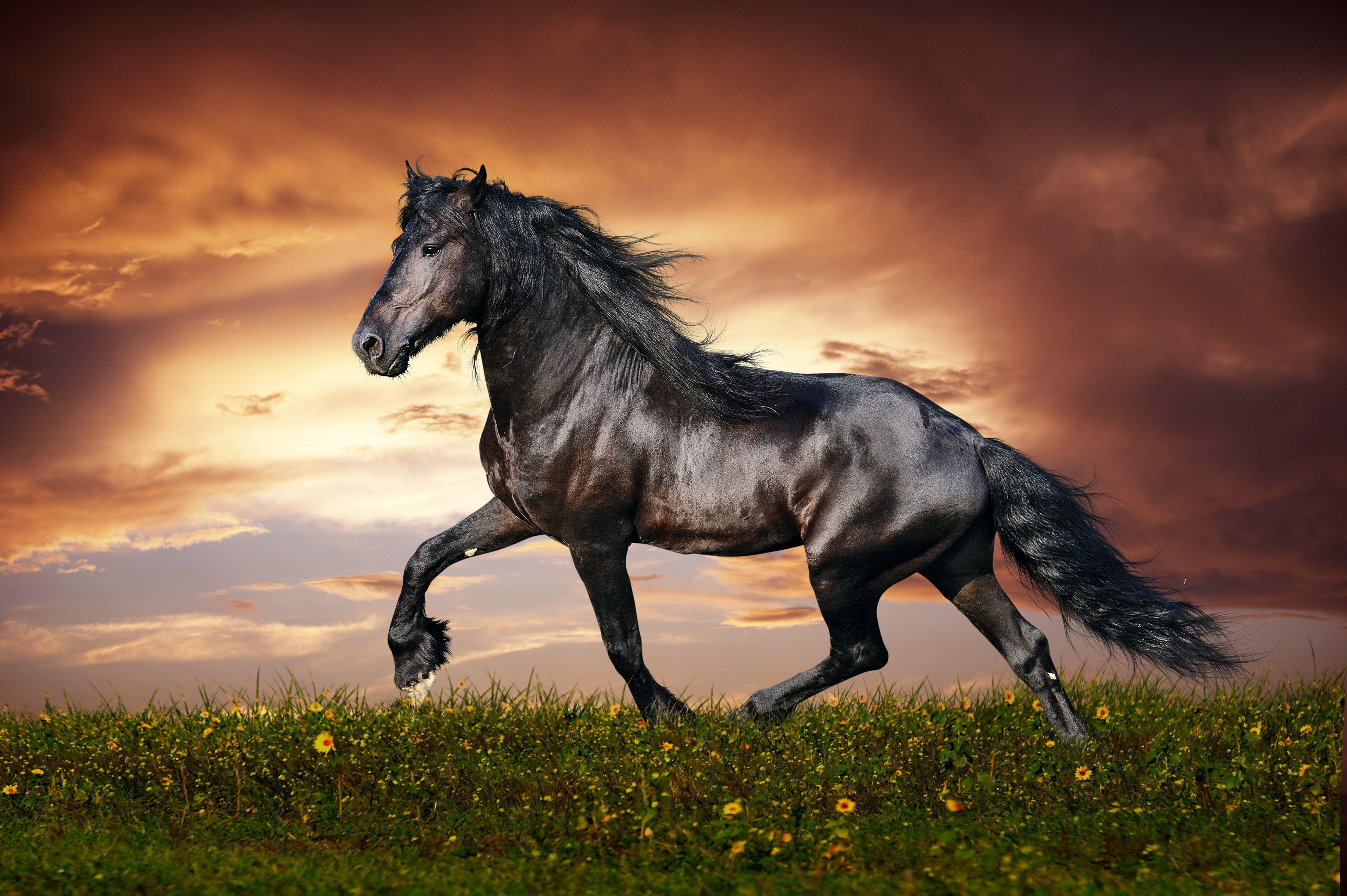 4K Ultra HD Horse Wallpaper and Background Image