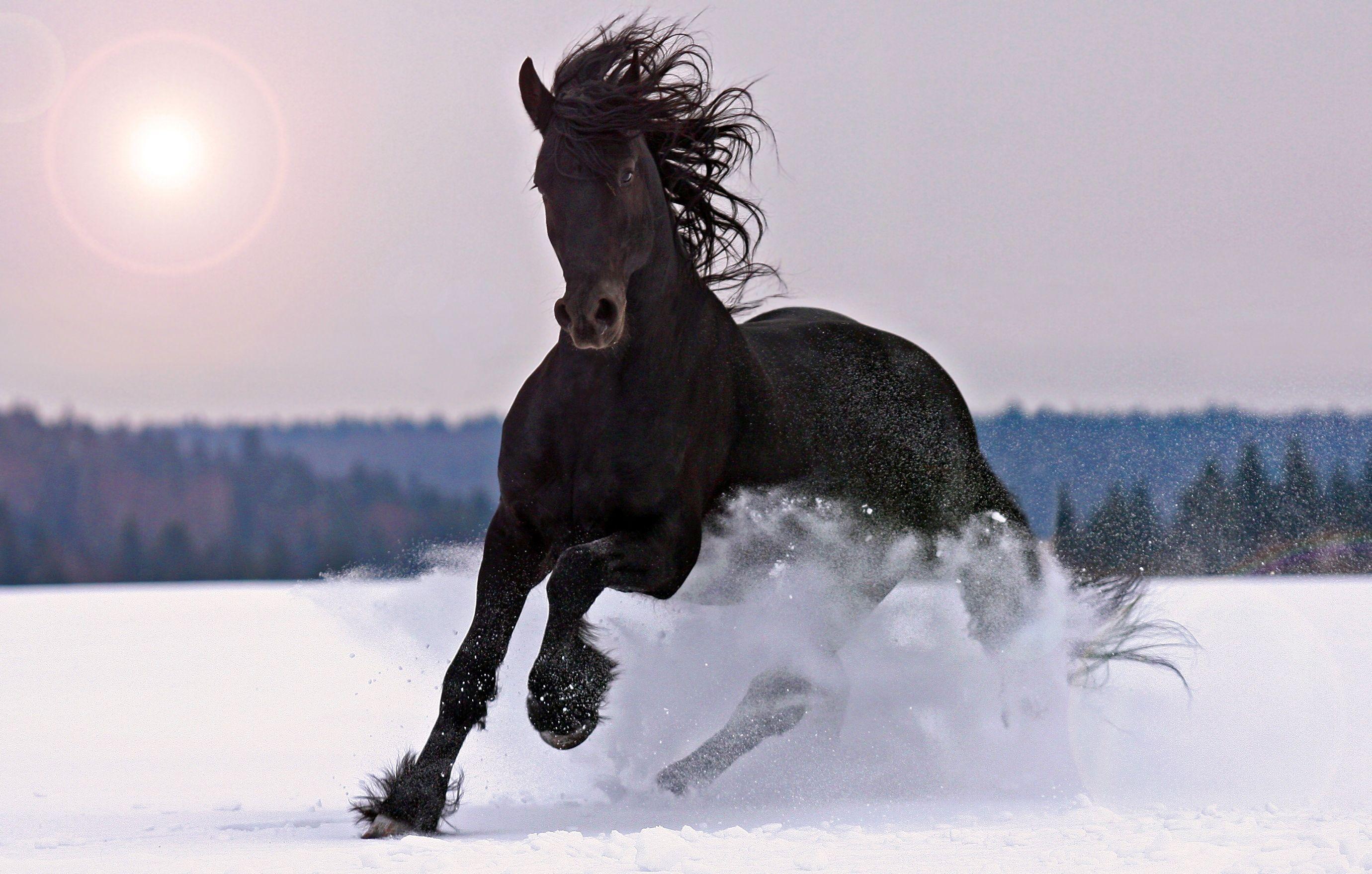 Black horse snow Wallpaper