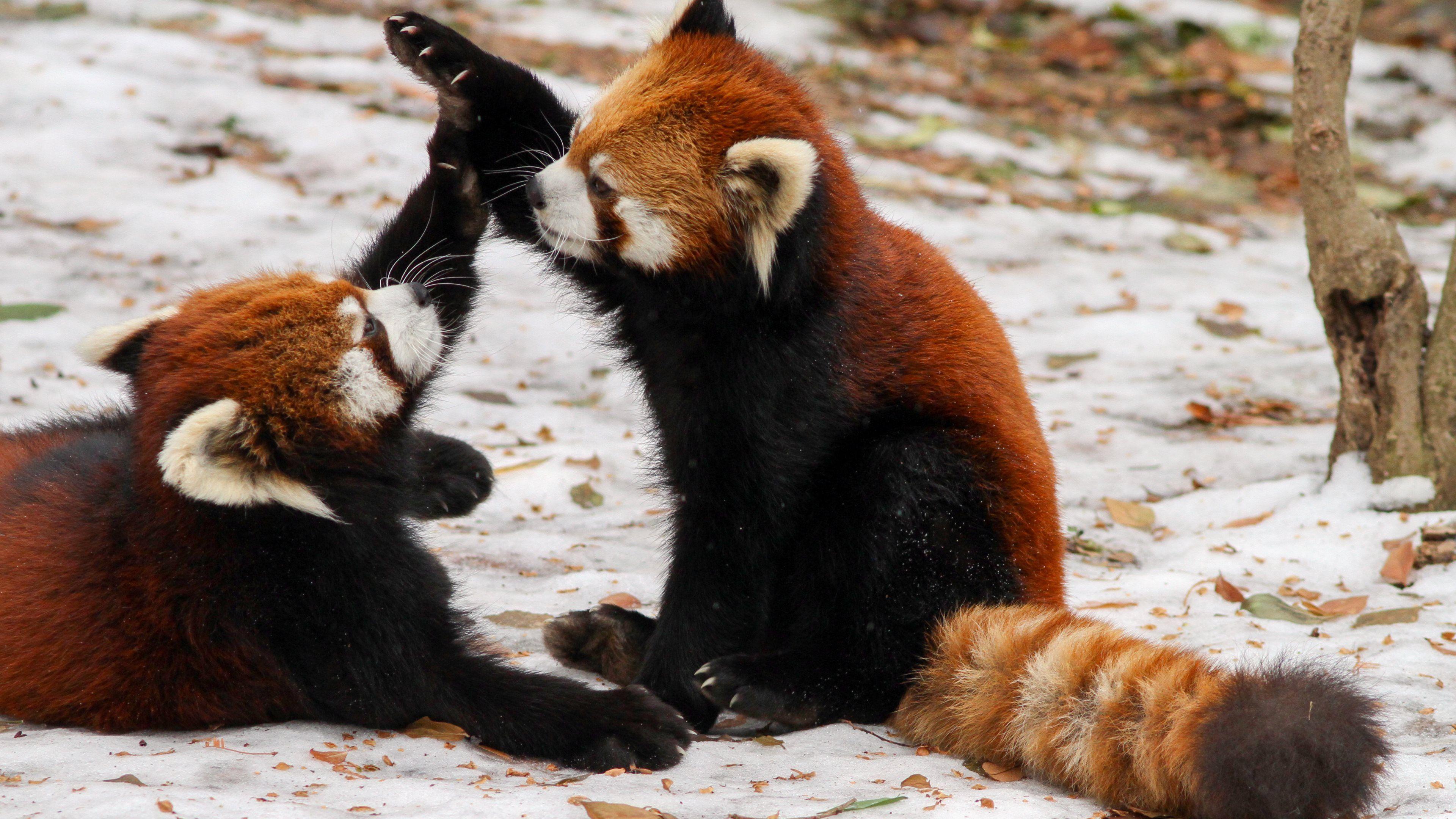 Red Panda HD Wallpaper and Background Image