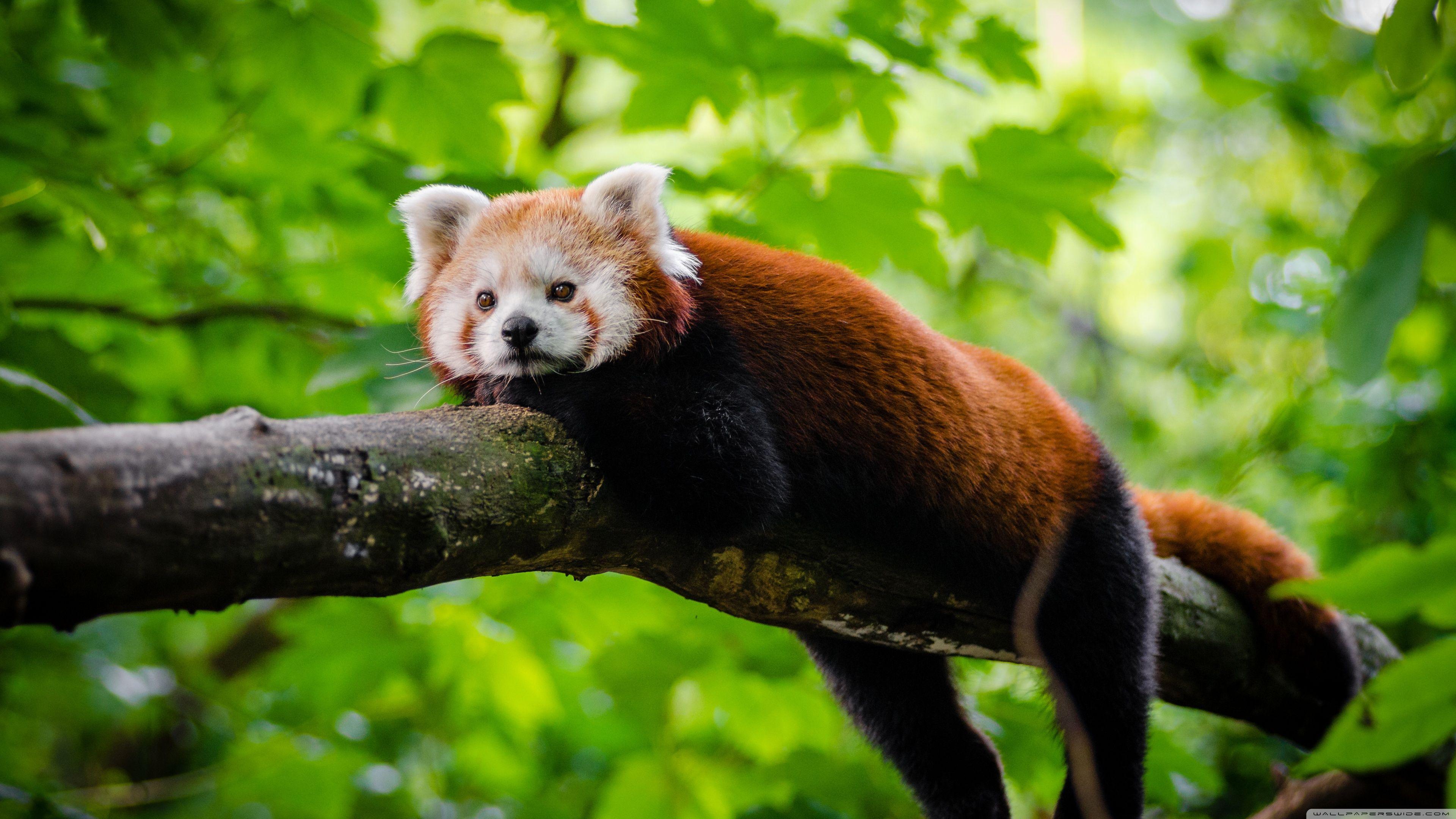 Cute Red Panda HD desktop wallpaper, Widescreen, High Definition