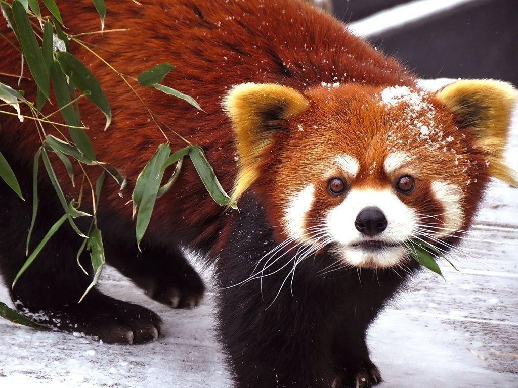 Red Panda Wallpaper Snow. Rode panda's