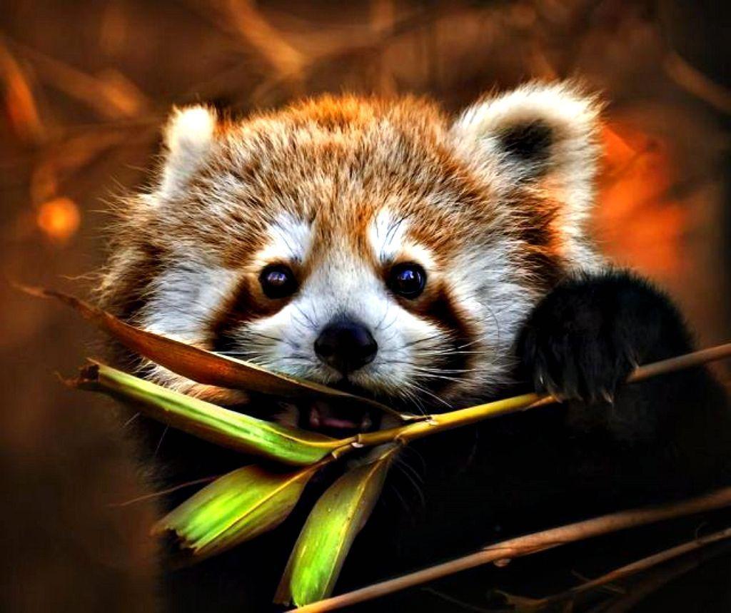 Red Panda Illustration Images – Browse 111,595 Stock Photos, Vectors, and  Video | Adobe Stock