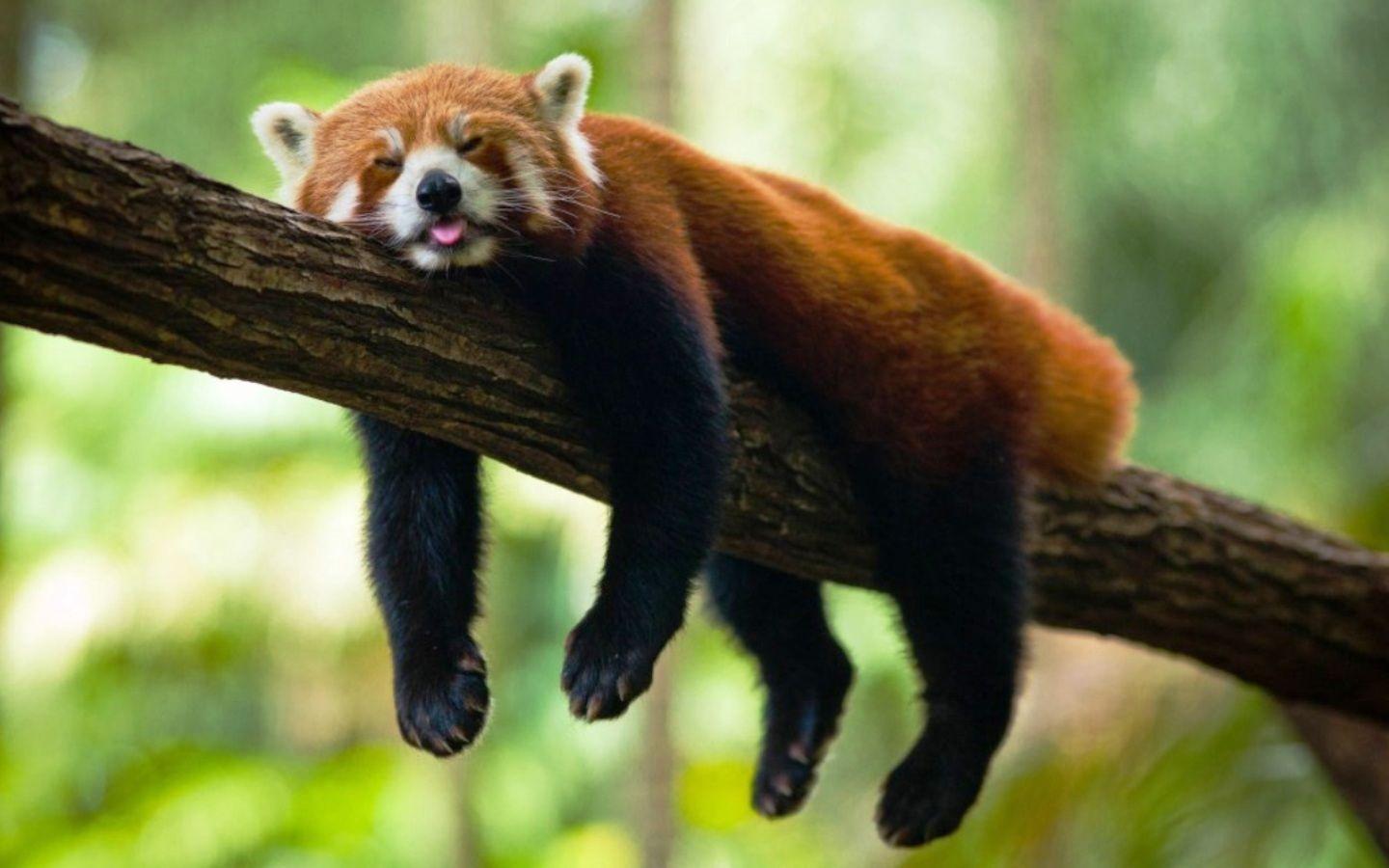 Download Red Panda Sleeping In A Tree Wallpaper. Animals.Red