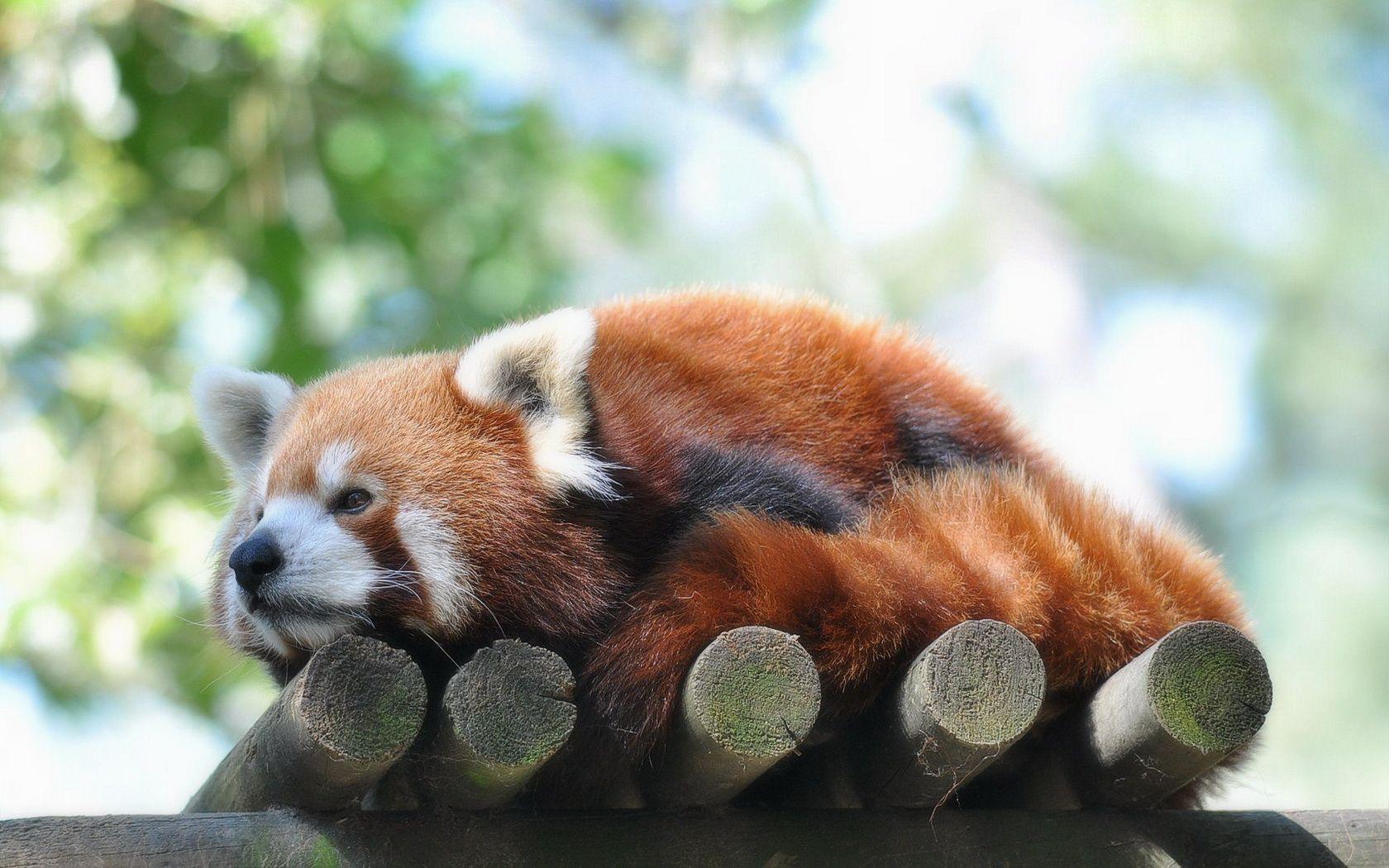 Red Panda iPhone Wallpaper