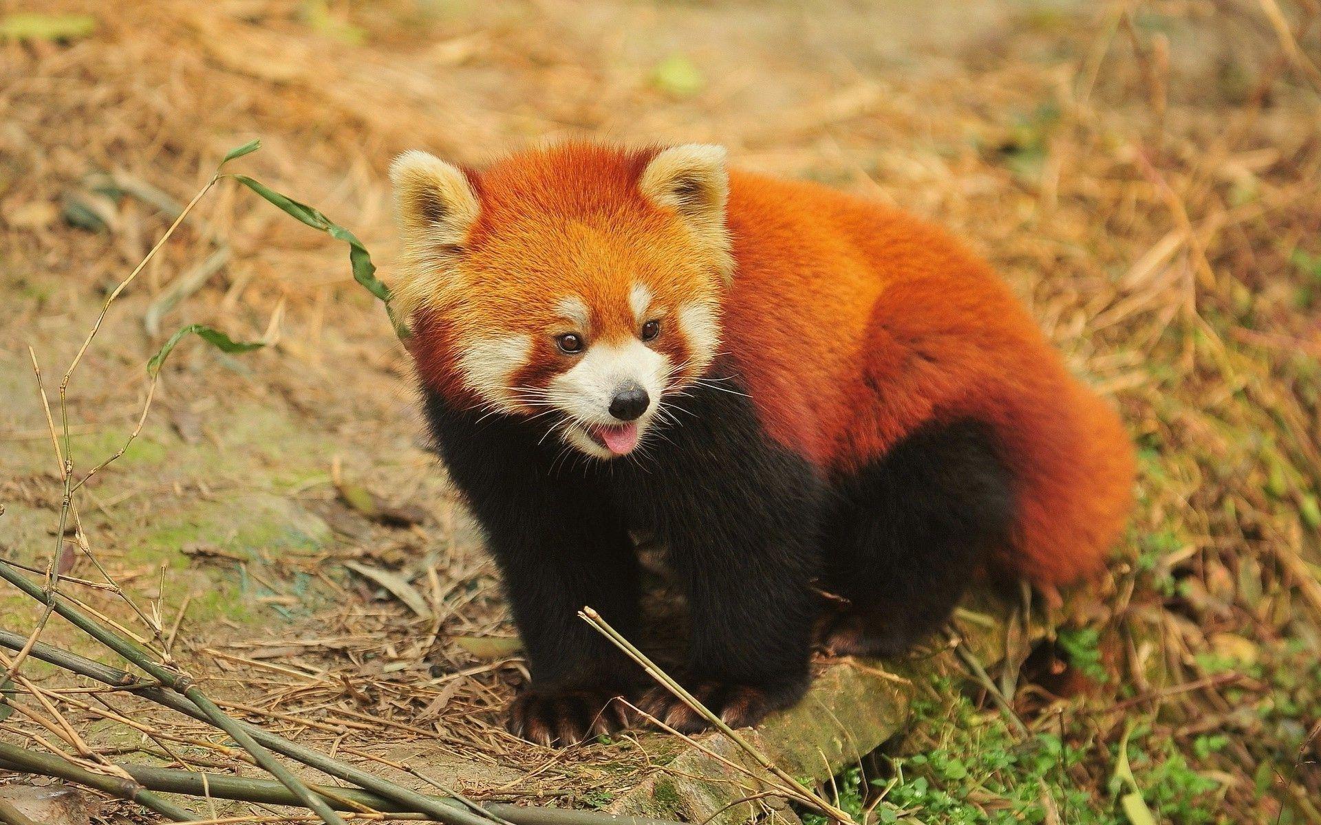 Red Panda Wallpaper HD Download