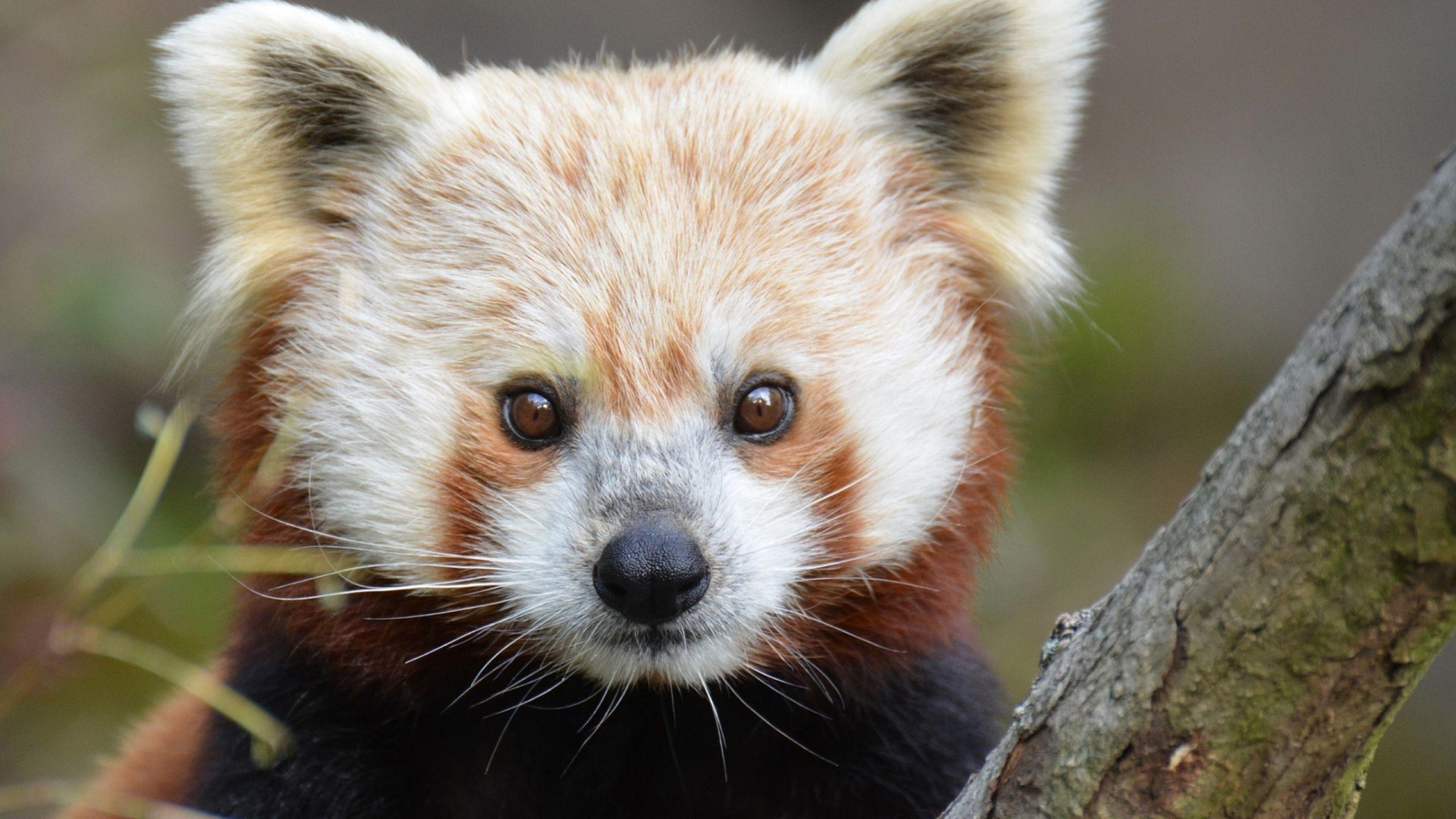 Red Panda Wallpaper Image Photo Picture Background