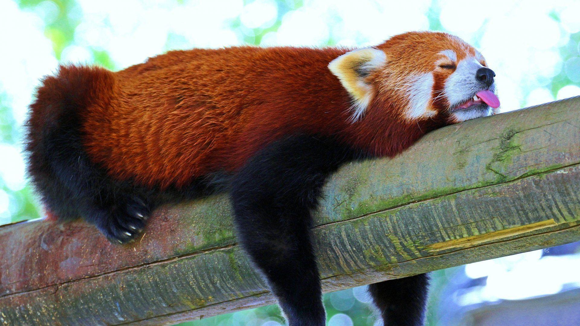 Red Panda HD Wallpaper
