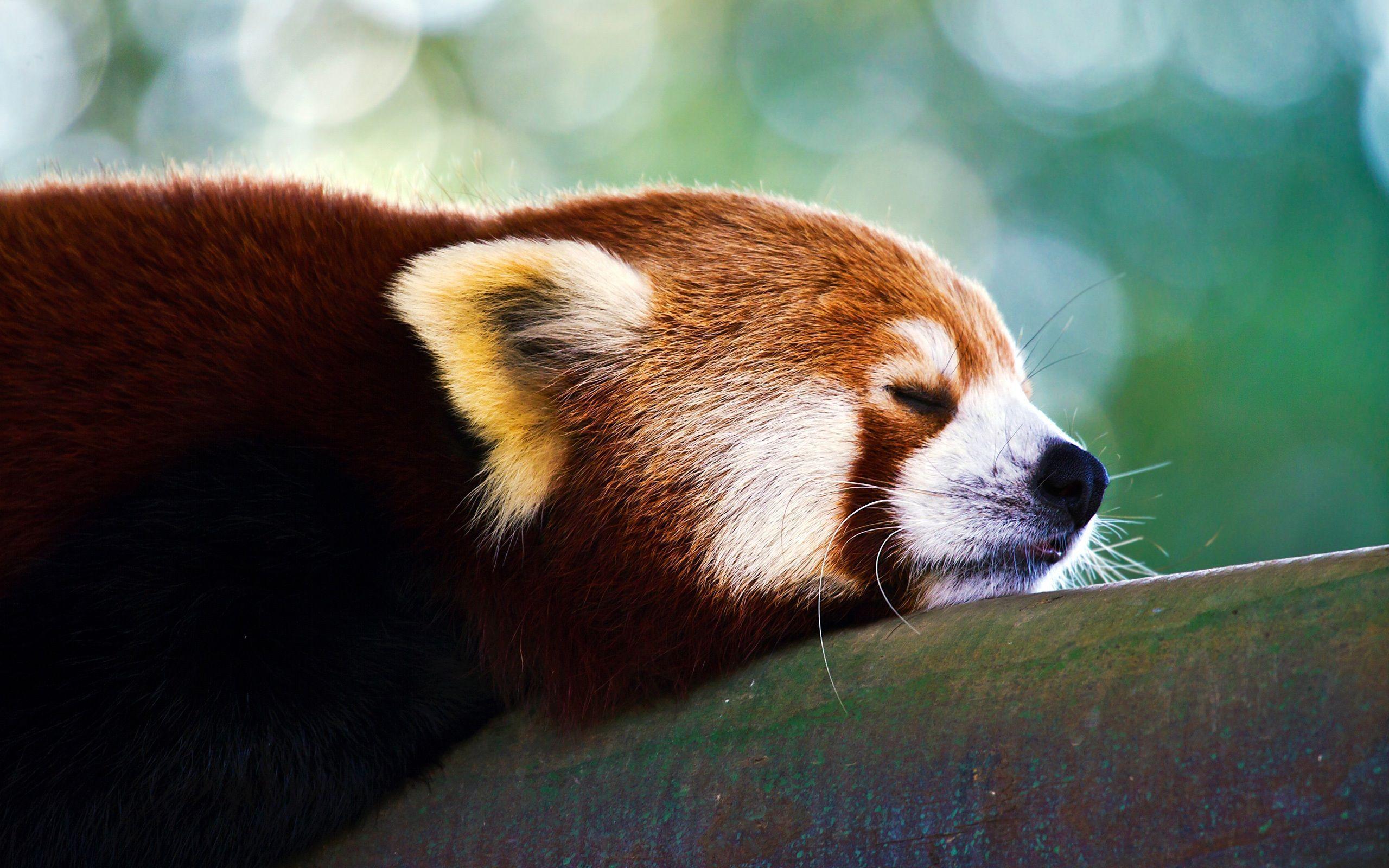 Red Panda Sleeping Wallpaper