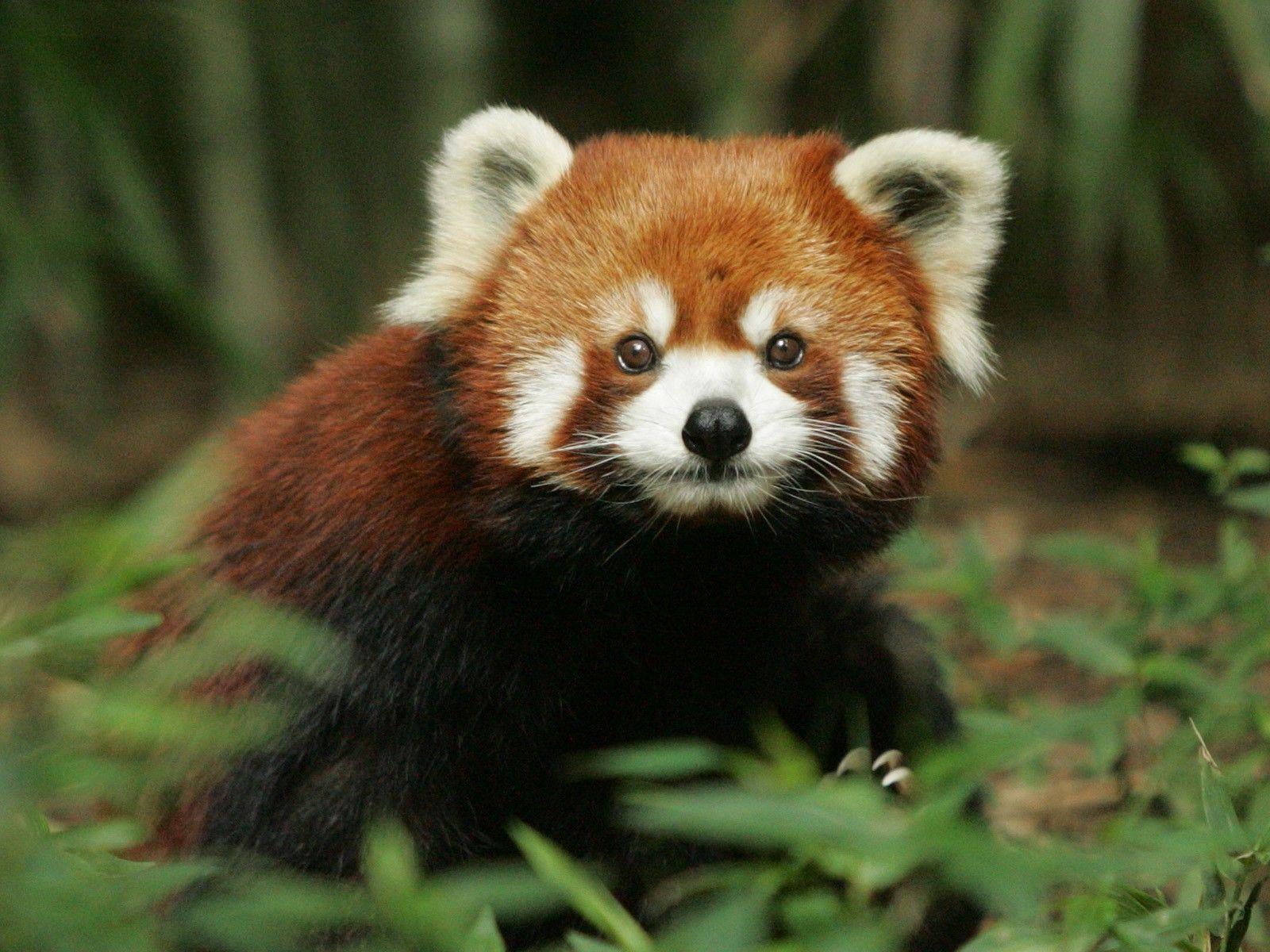 red Panda, Nature Wallpaper HD / Desktop and Mobile Background