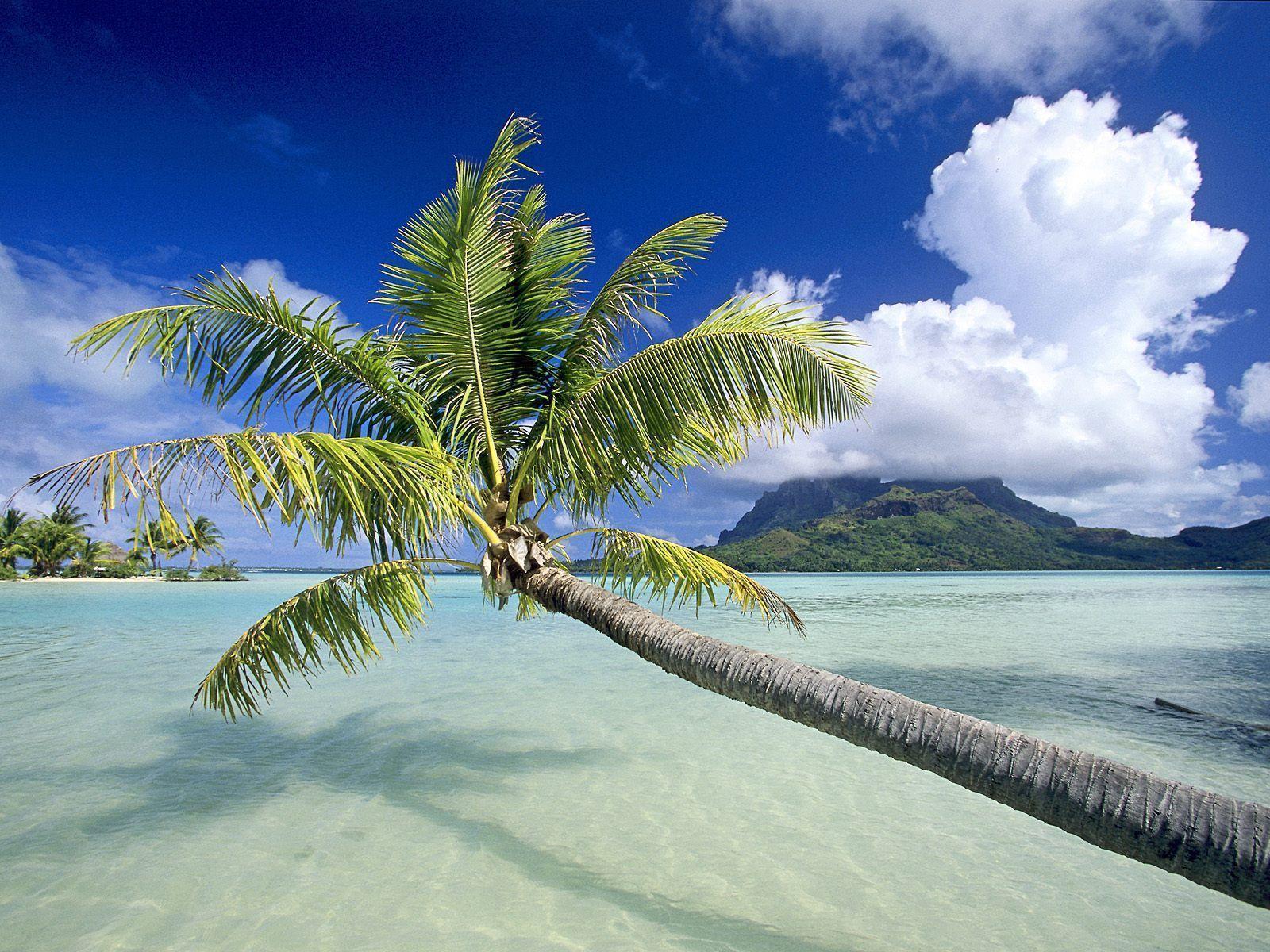 The Palm Tree on beach in panama wallpaper and image
