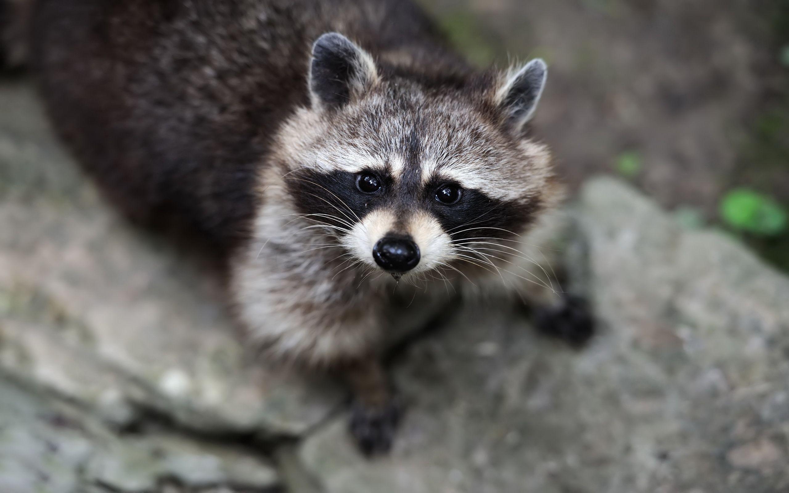 Raccoon HD Wallpaper and Background Image