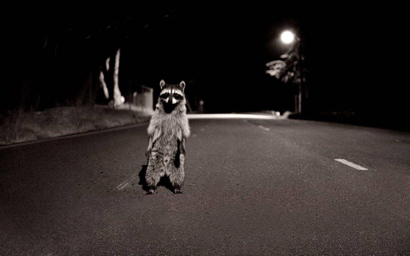 Raccoon HD Wallpaper