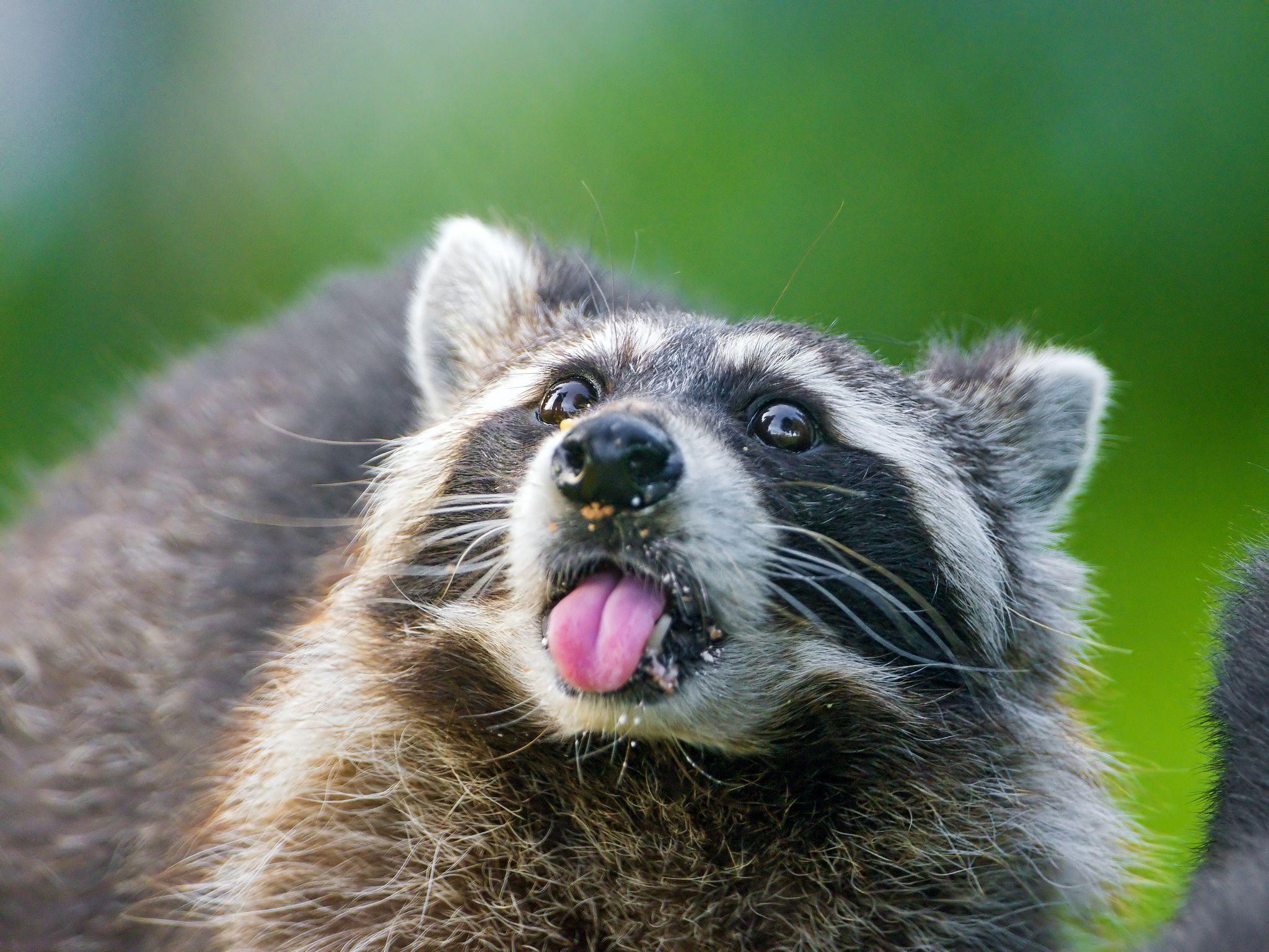 Raccoon HD Wallpaper