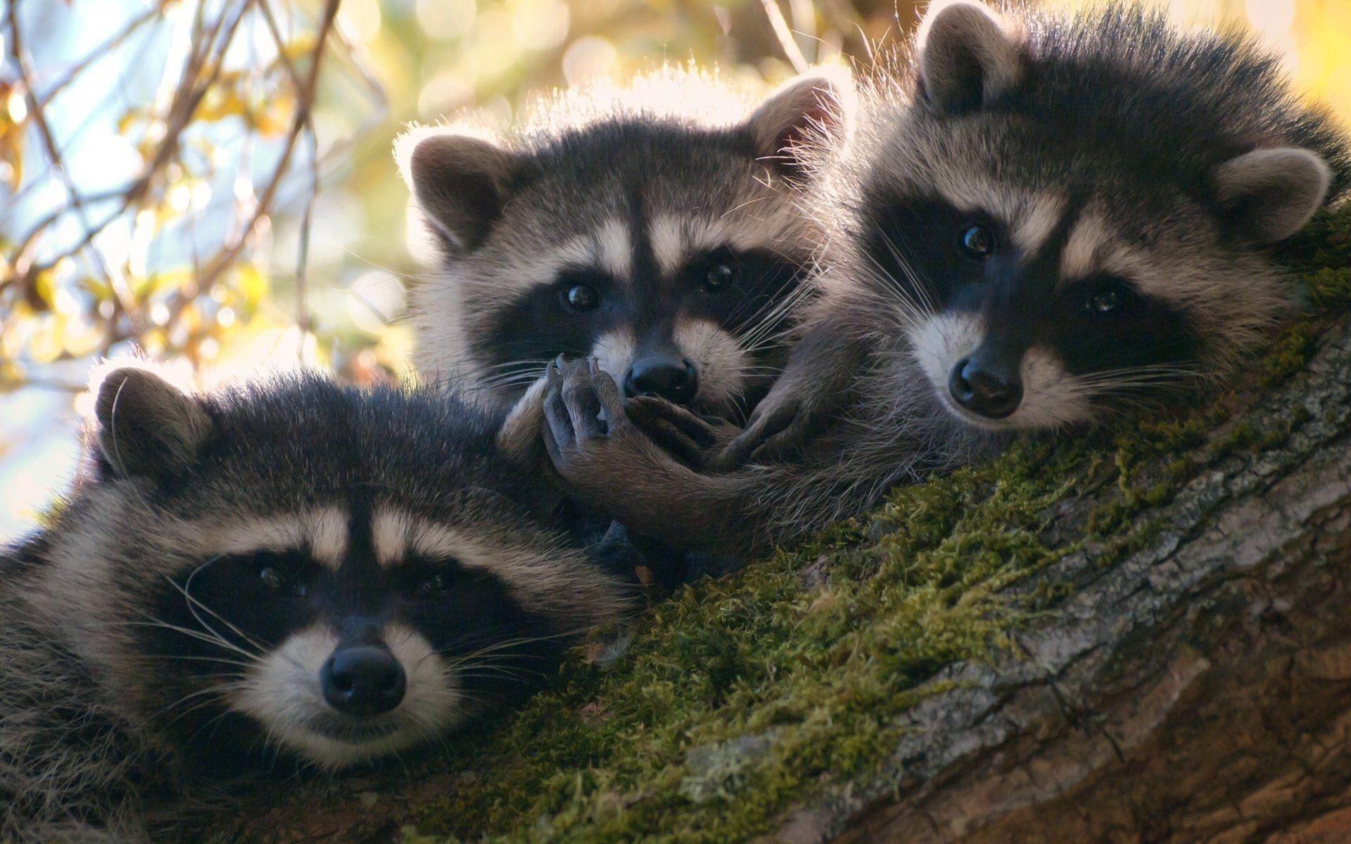 Raccoon HD Wallpaper and Background Image