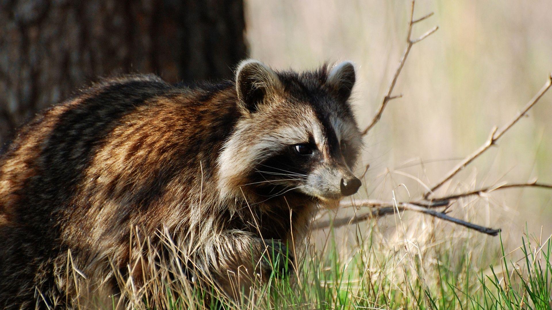 Full HD 1080p Raccoon Wallpaper HD, Desktop Background 1920x1080