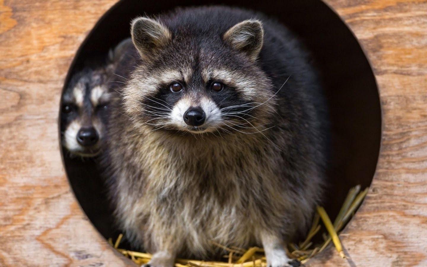 Raccoon Wallpaper Apps on Google Play