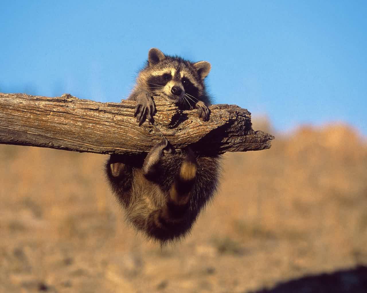 Raccoon Wallpaper Cute and Docile