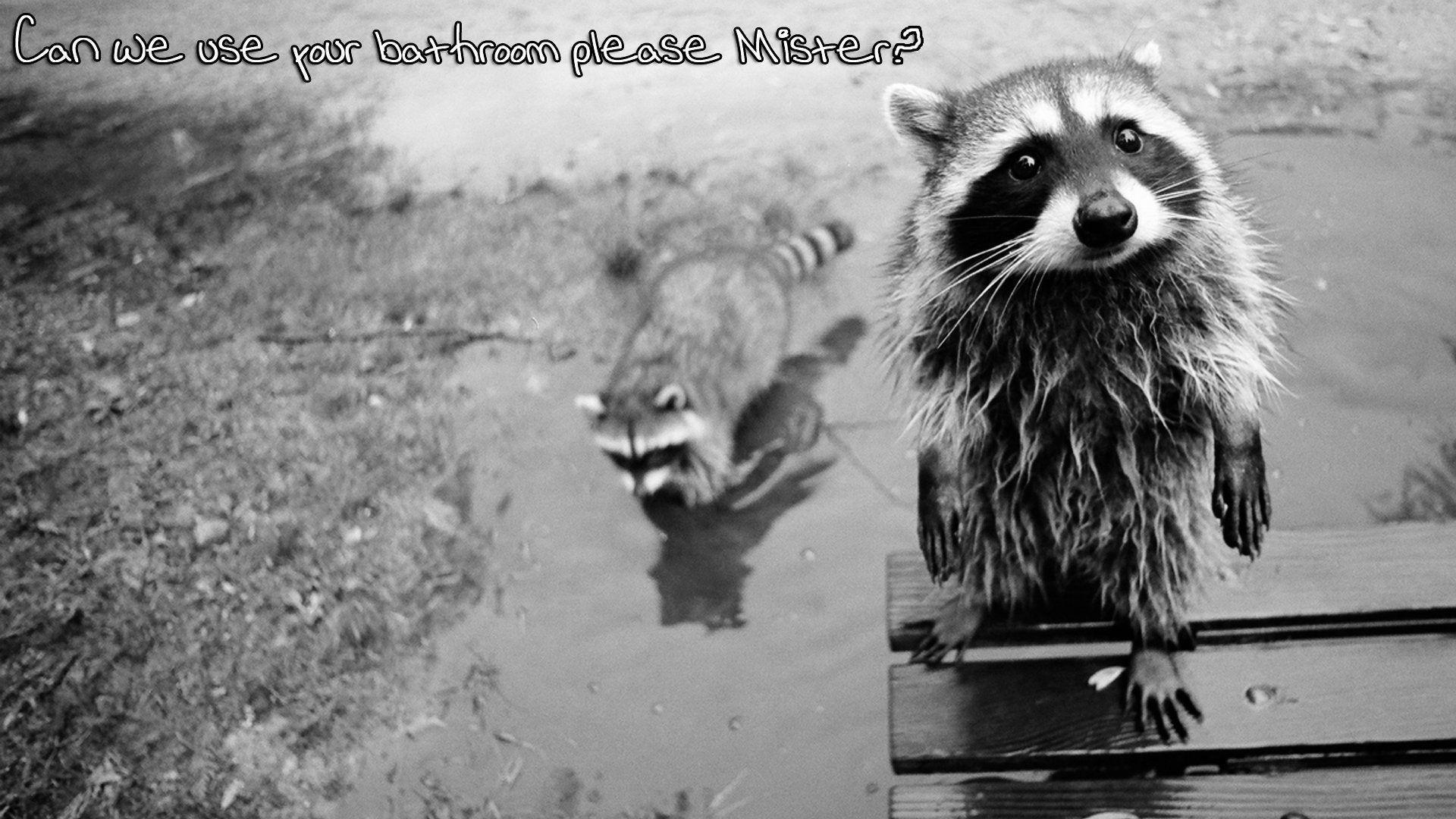 Raccoon Computer Wallpaper, Desktop Backgroundx1080