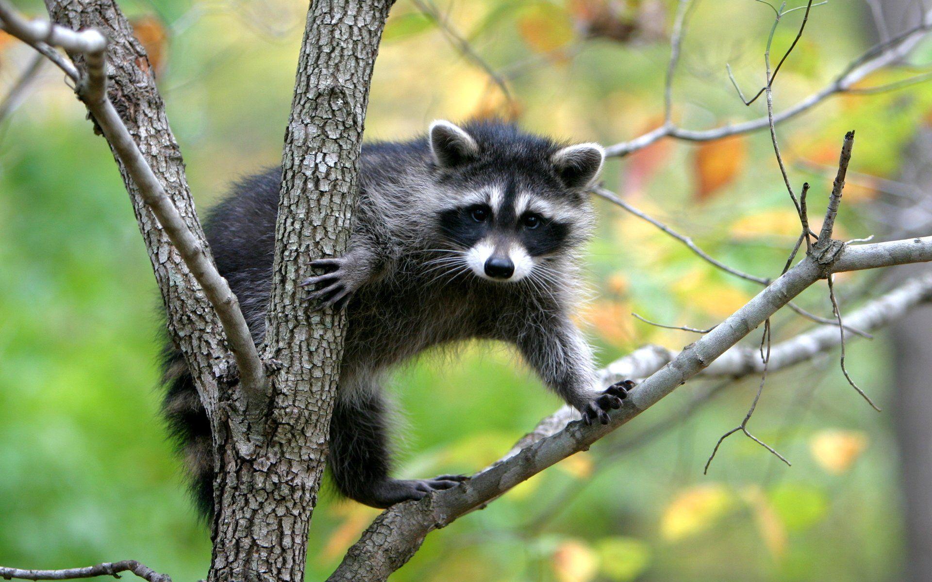 Raccoon HD Wallpaper