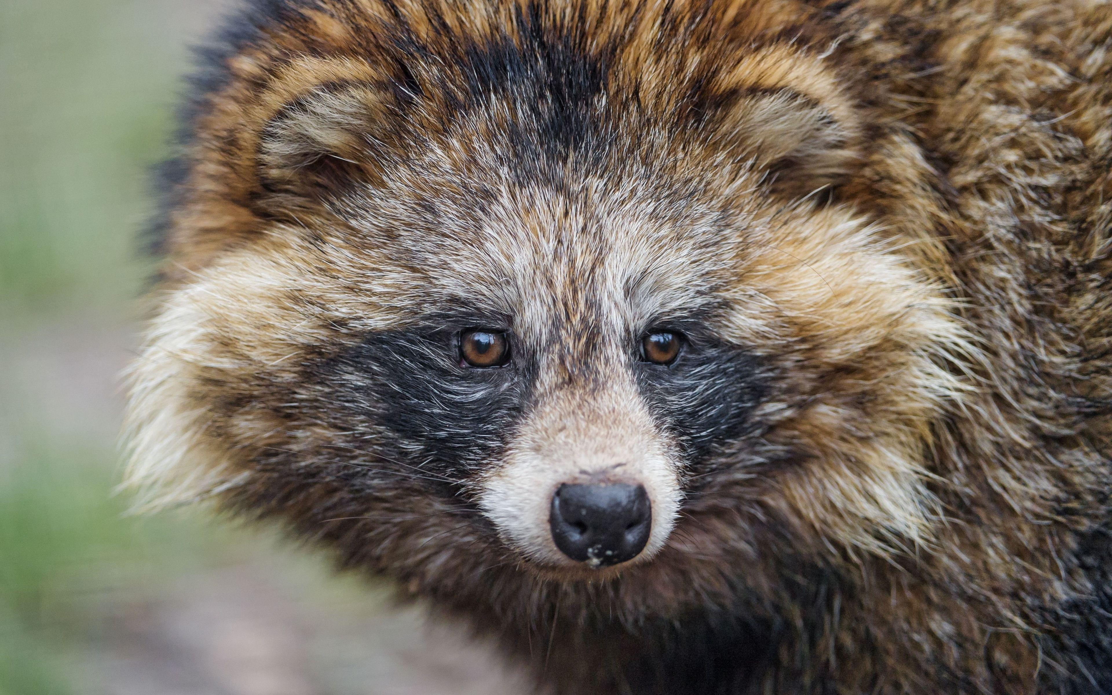 Ultra HD 4K Raccoon Wallpaper HD, Desktop Background 3840x2400