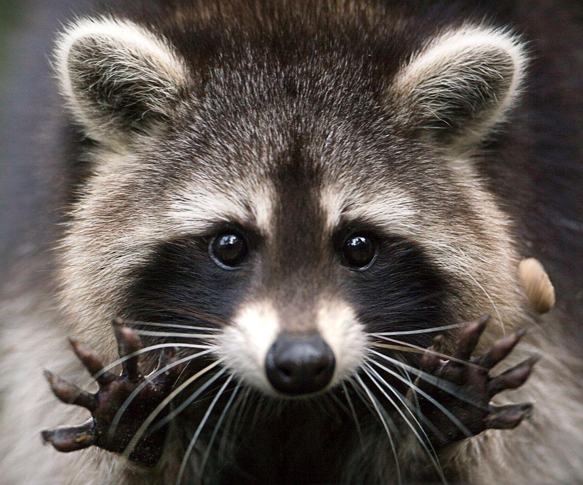 Raccoon HD Desktop Wallpaper