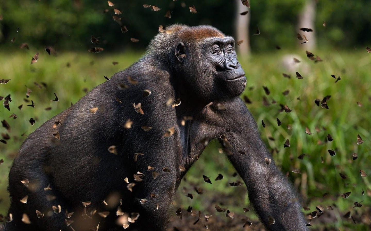 Gorilla Wallpaper Ze Android Ku Google Play