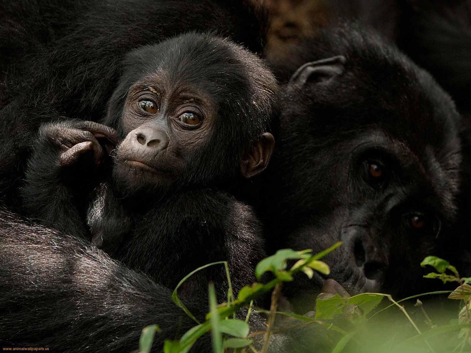 Newborn Baby Gorillas