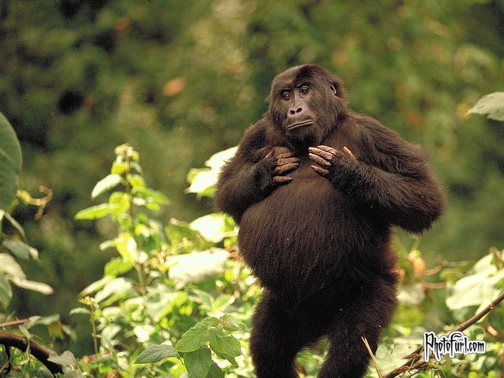 Gorillas. I HD Image