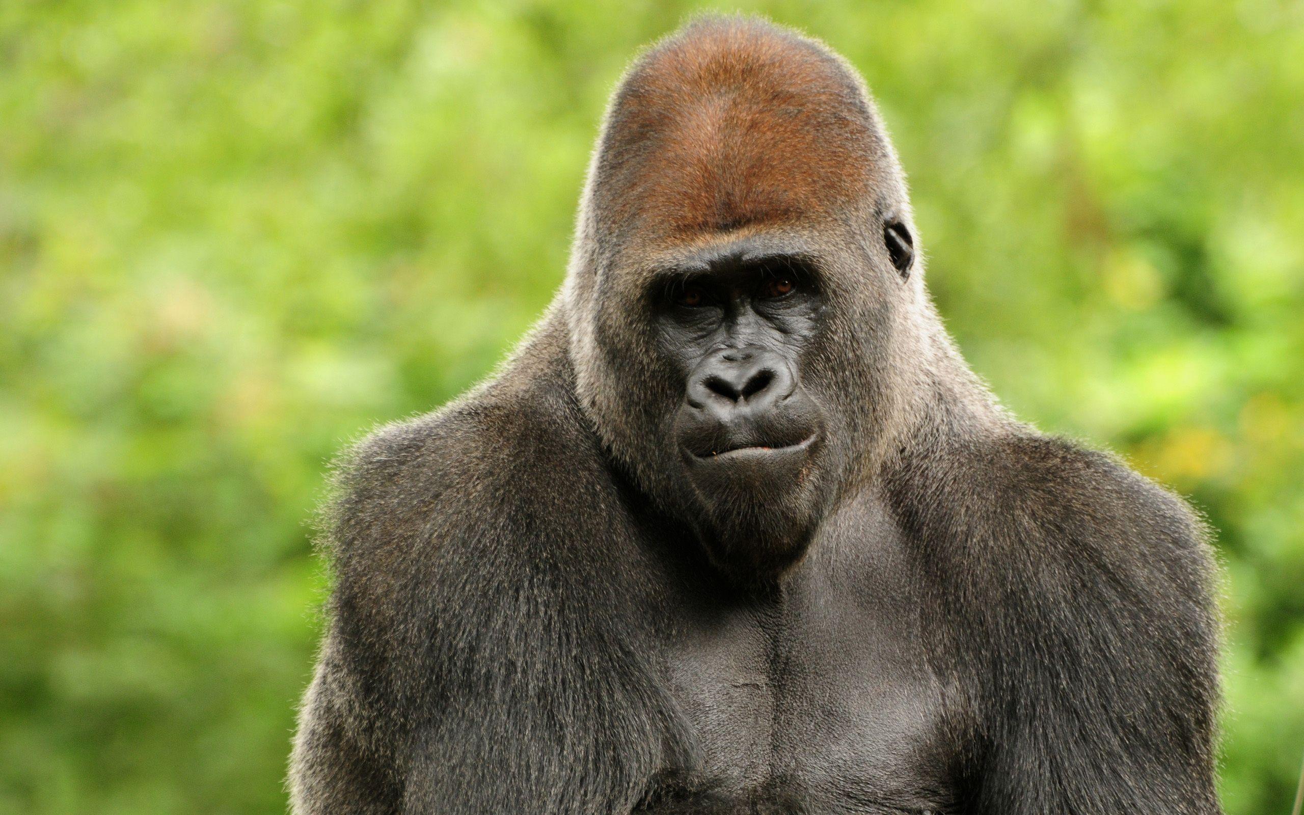 free gorilla picture.. gorilla curly hair gorilla cute image