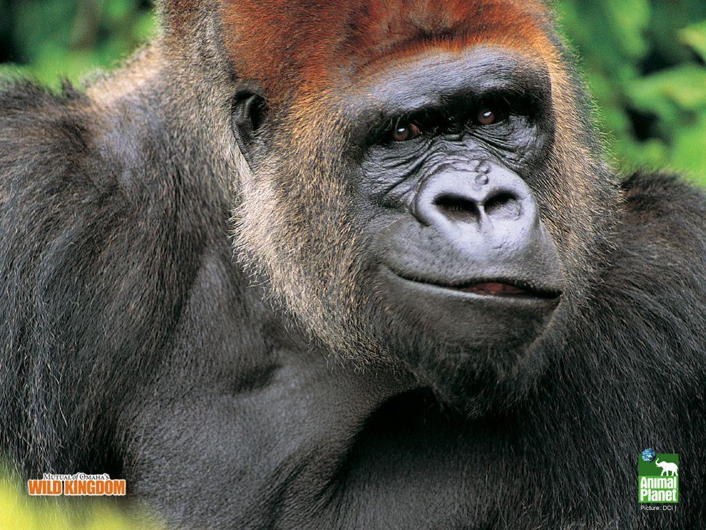 Gorilla HD Desktop Wallpaper
