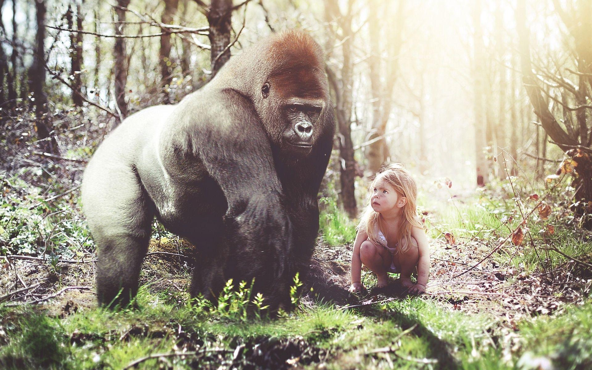 Gorilla Computer Wallpaper, Desktop Backgroundx1200