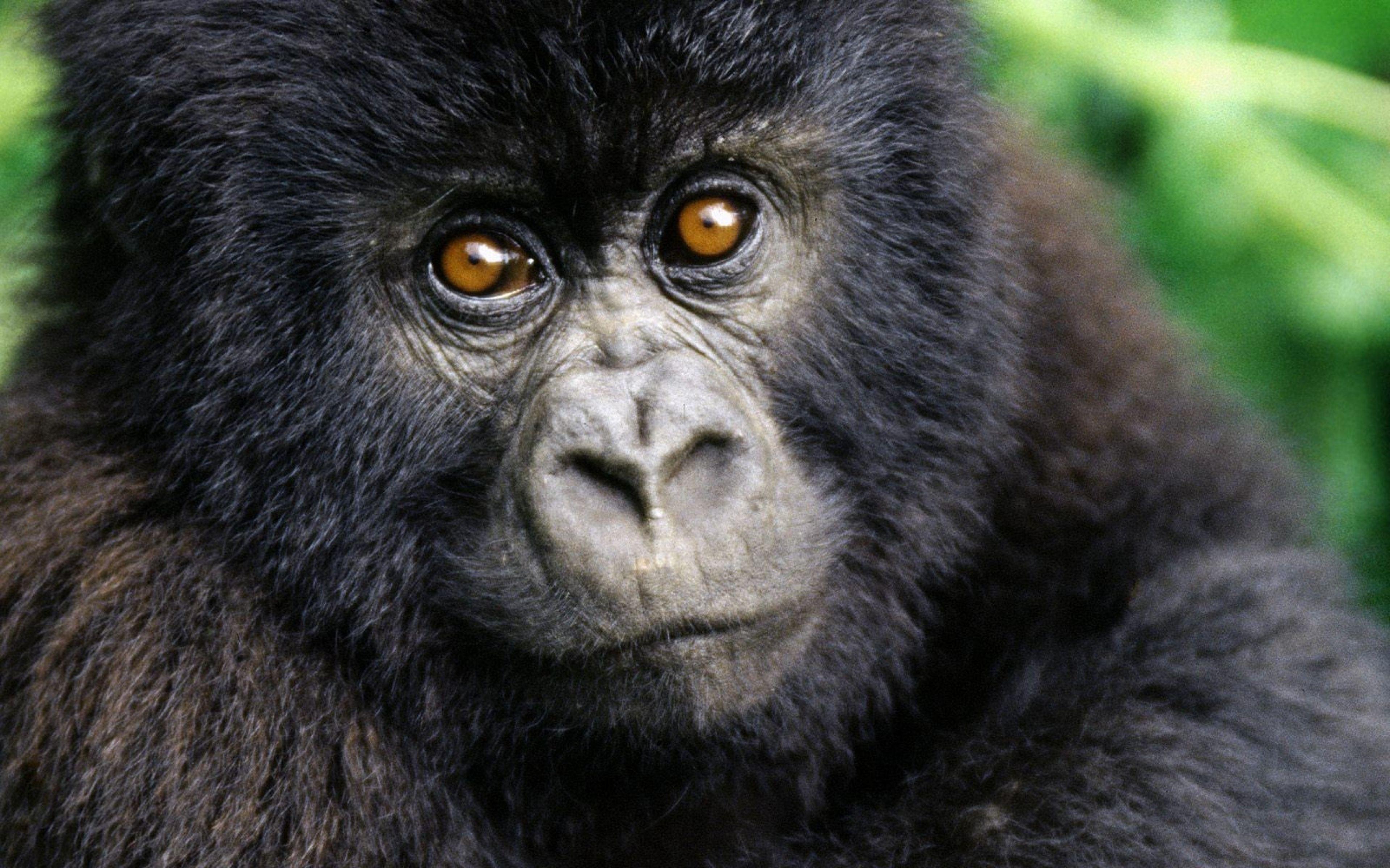 Ultra HD 4K Gorilla Wallpaper HD, Desktop Background 3840x2400